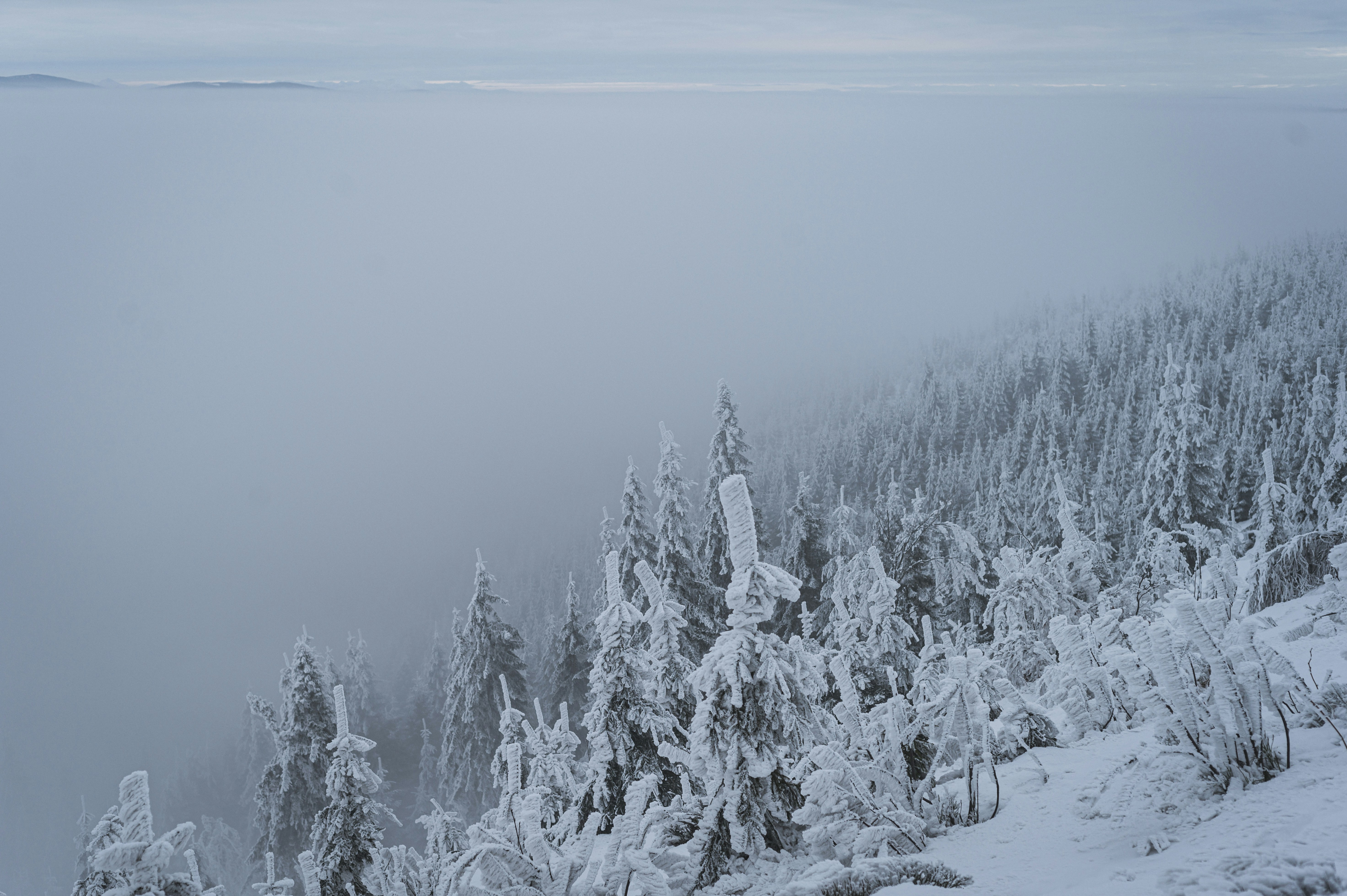 霧に包まれた山腹に生えた雪に覆われた常緑樹。