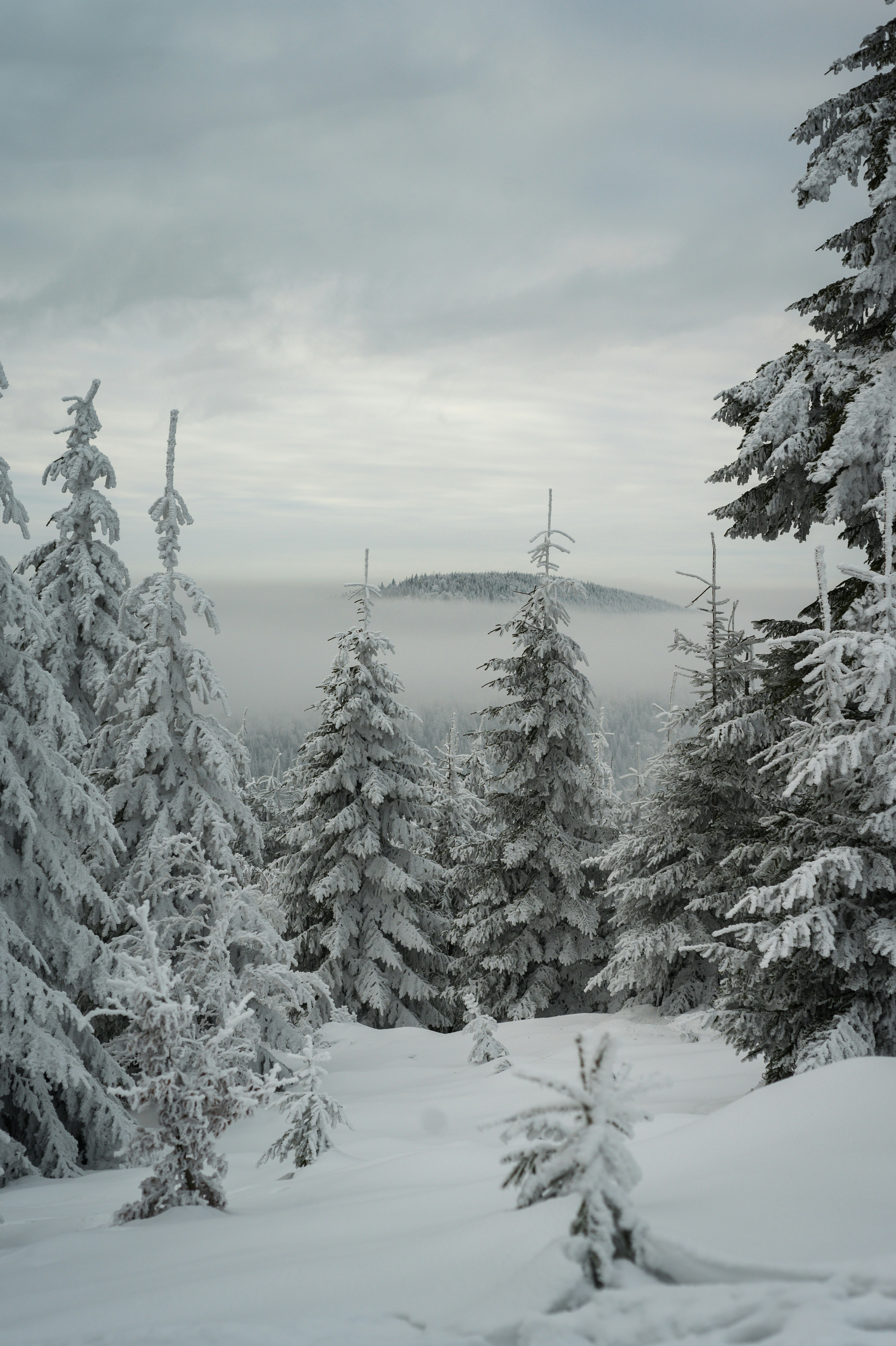 霧に包まれた森の中の雪に覆われた松の木々