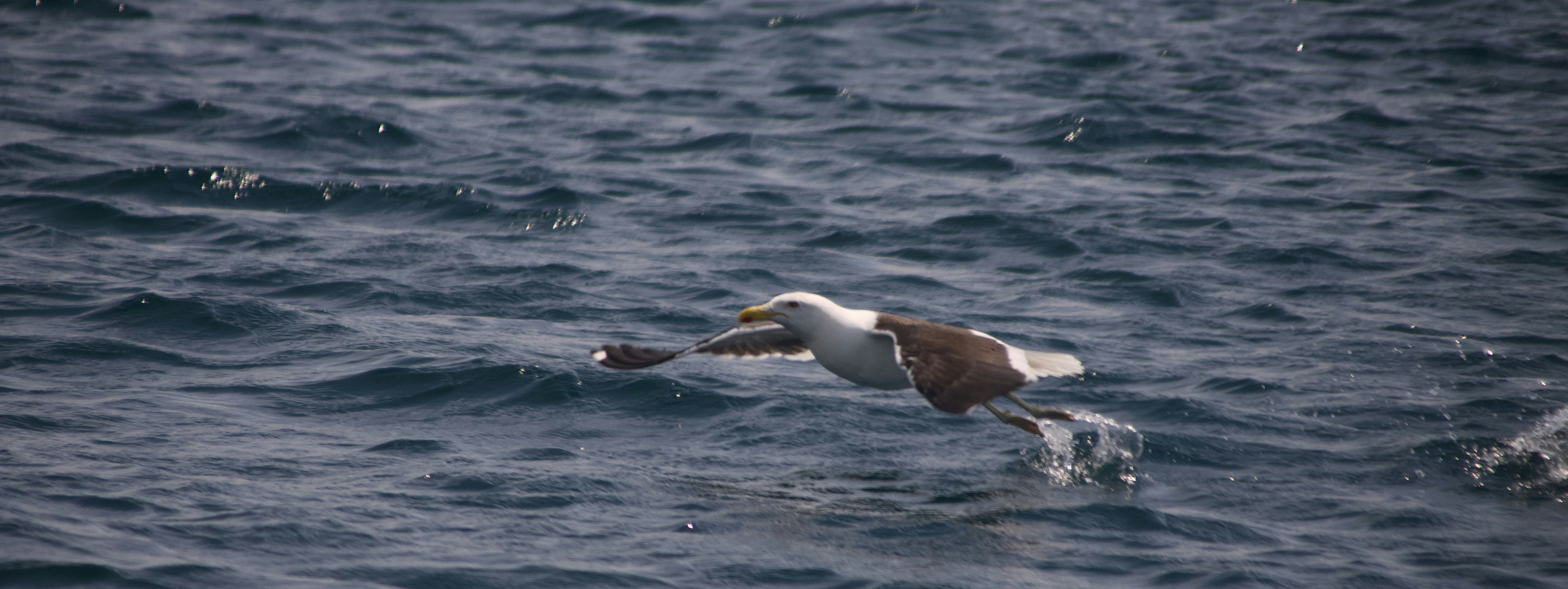 Un oiseau volant au-dessus des eaux agitées de l’océan.