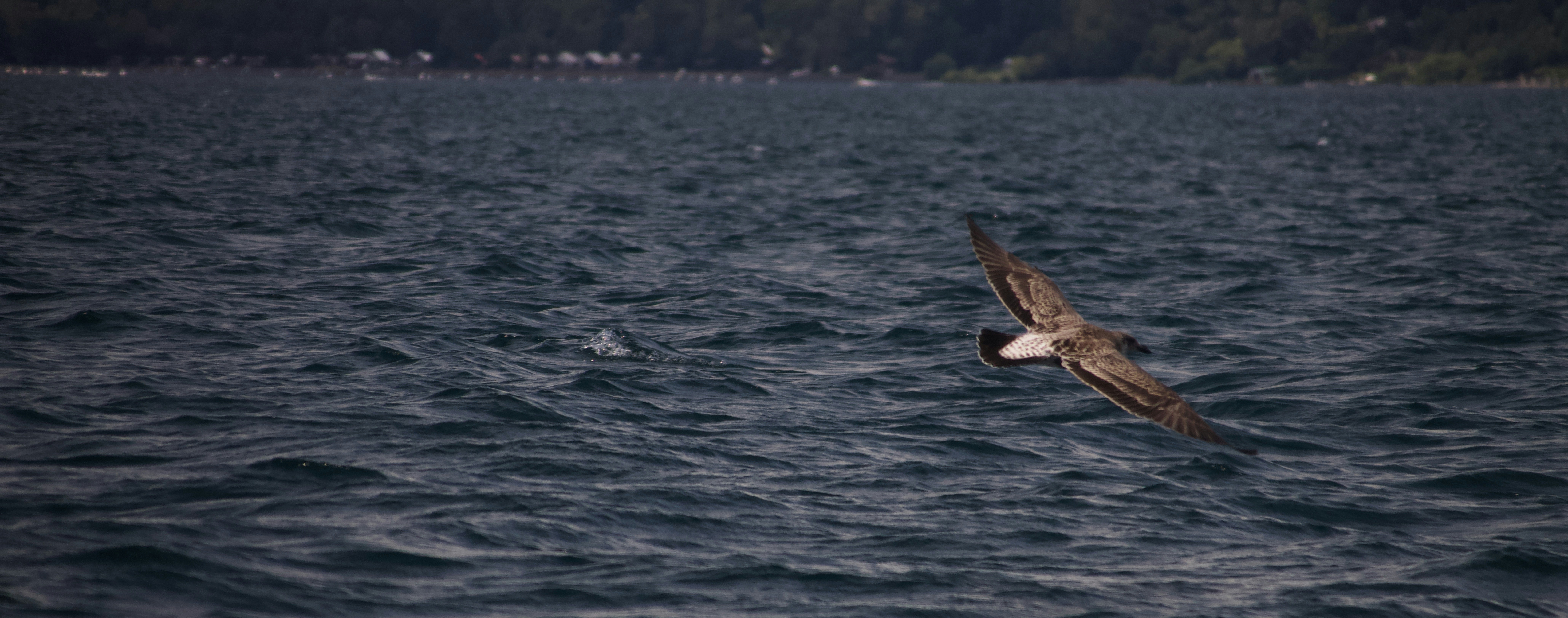 Oiseau volant au-dessus de l’eau bleu foncé
