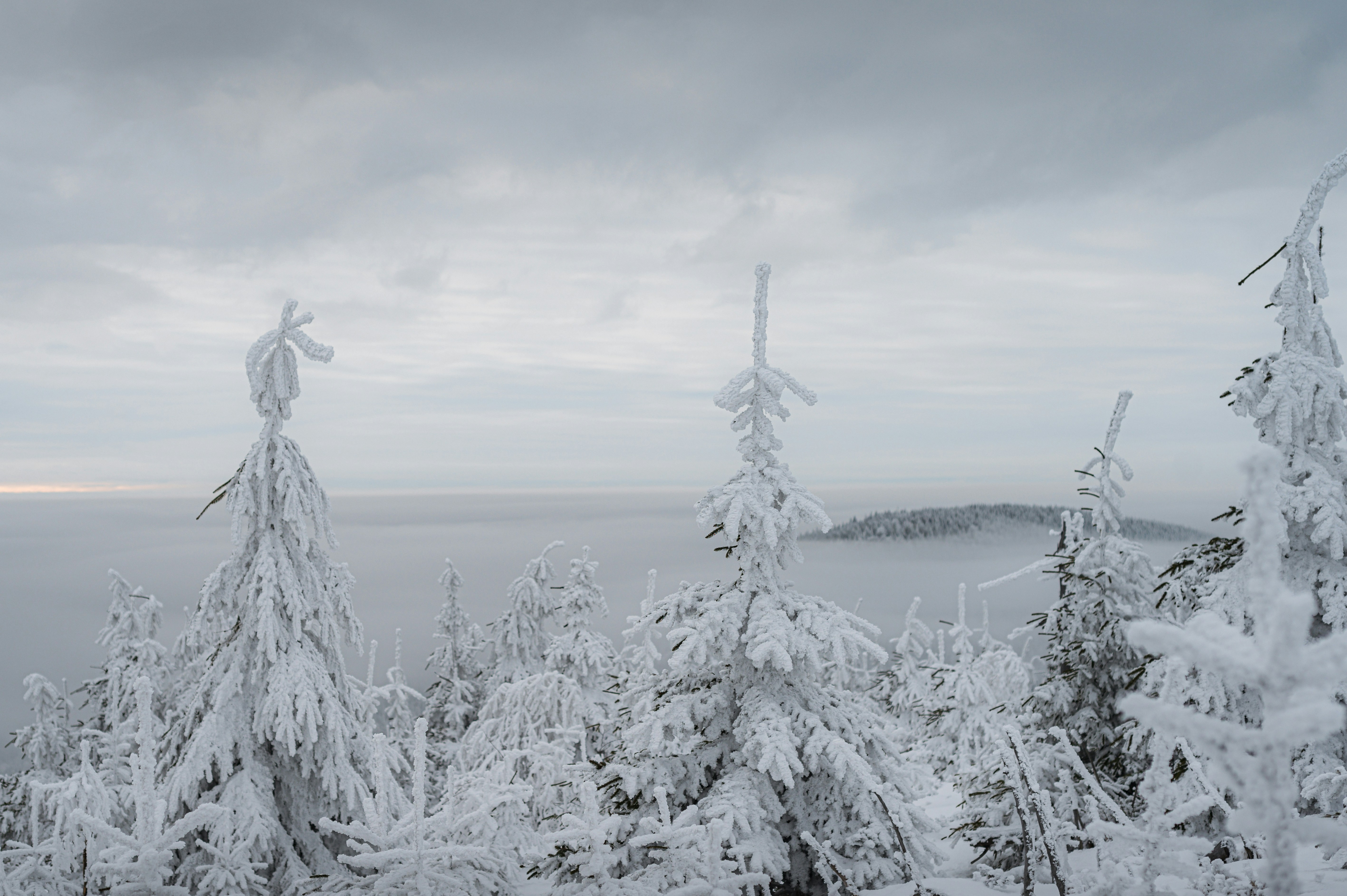 霧に包まれた山の風景に生えた雪に覆われた木々