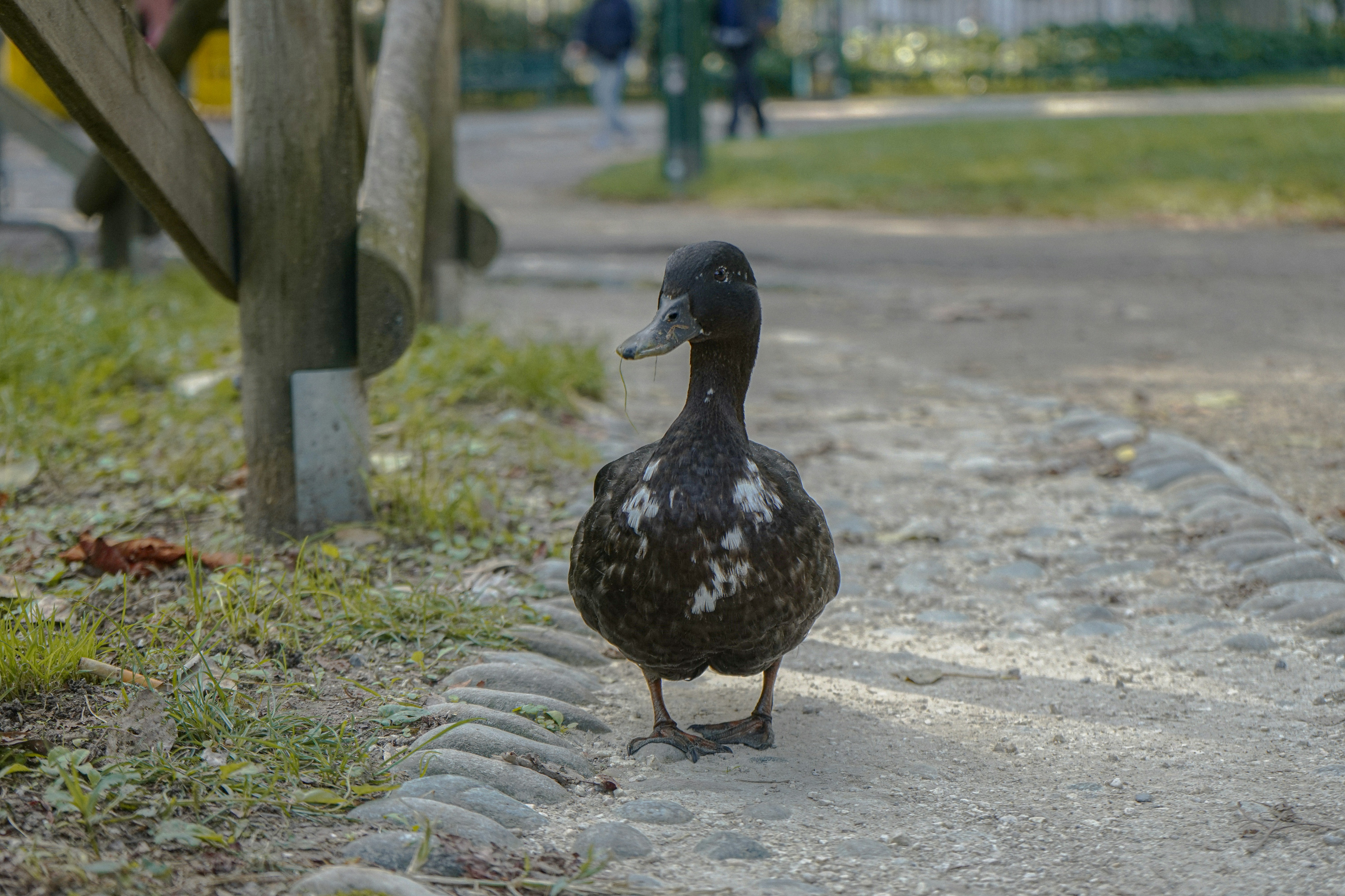 A dark duck with white spots walks on a path.