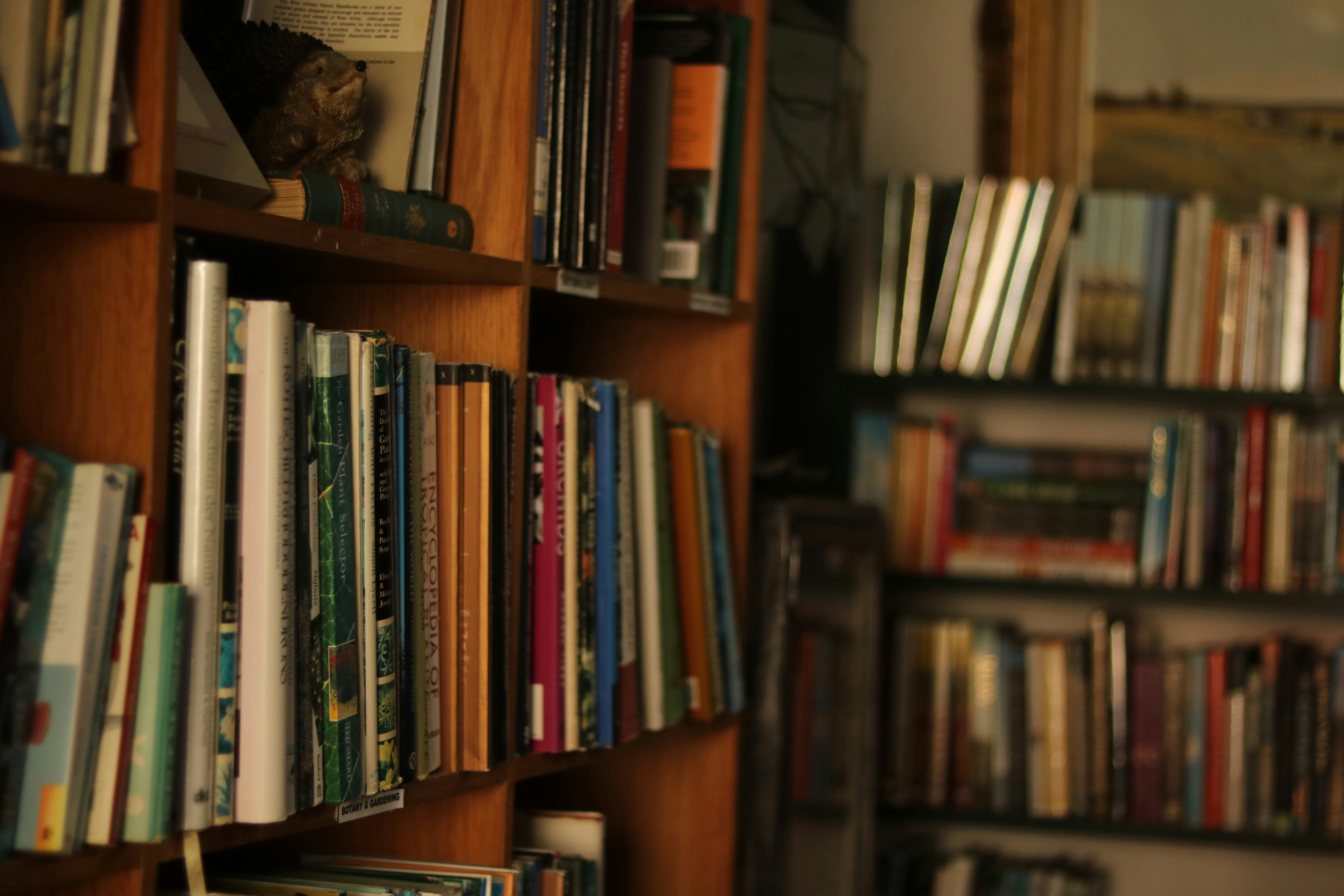 Photo by allysphotos