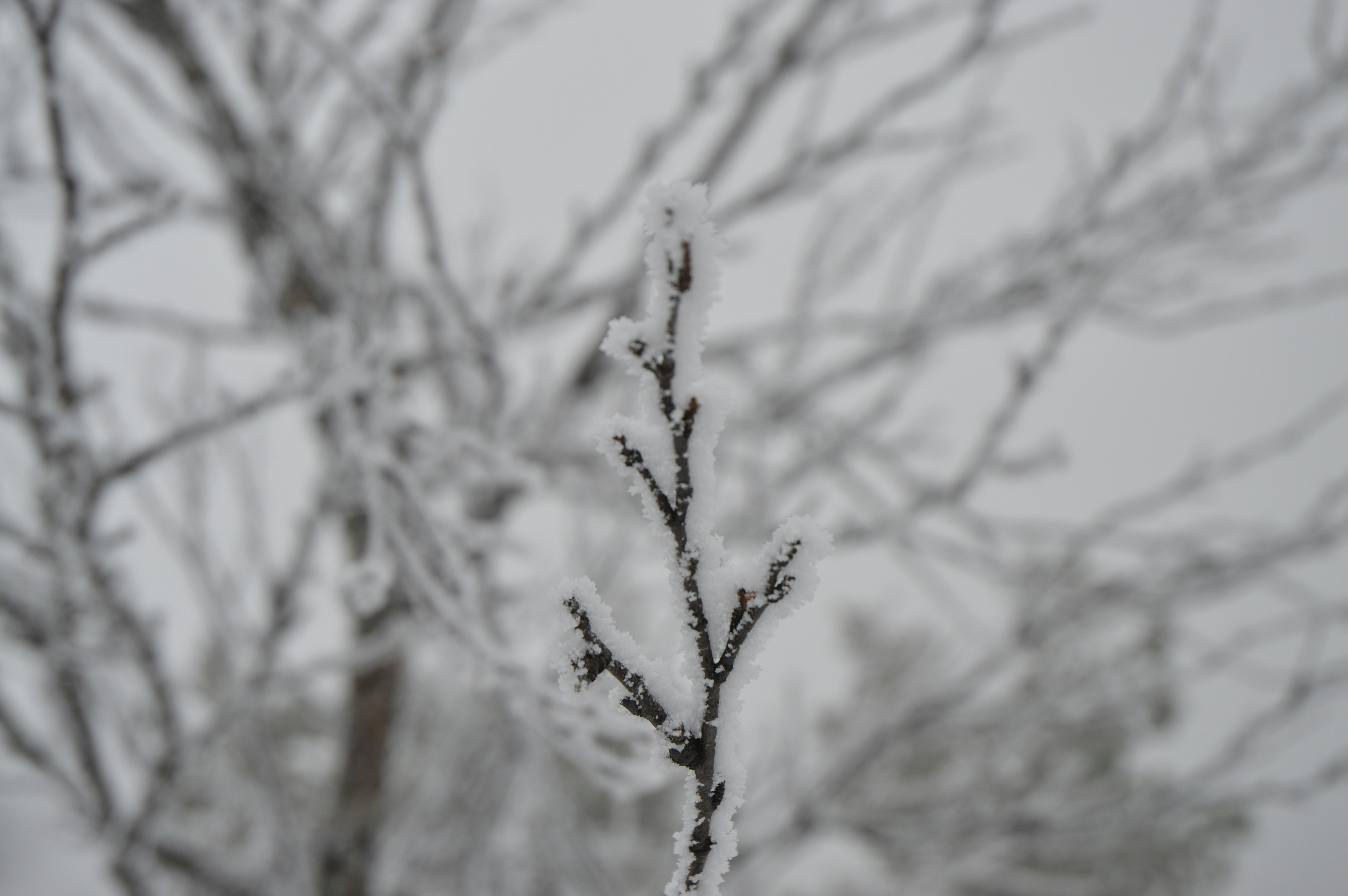 Photo by marinacirasaro