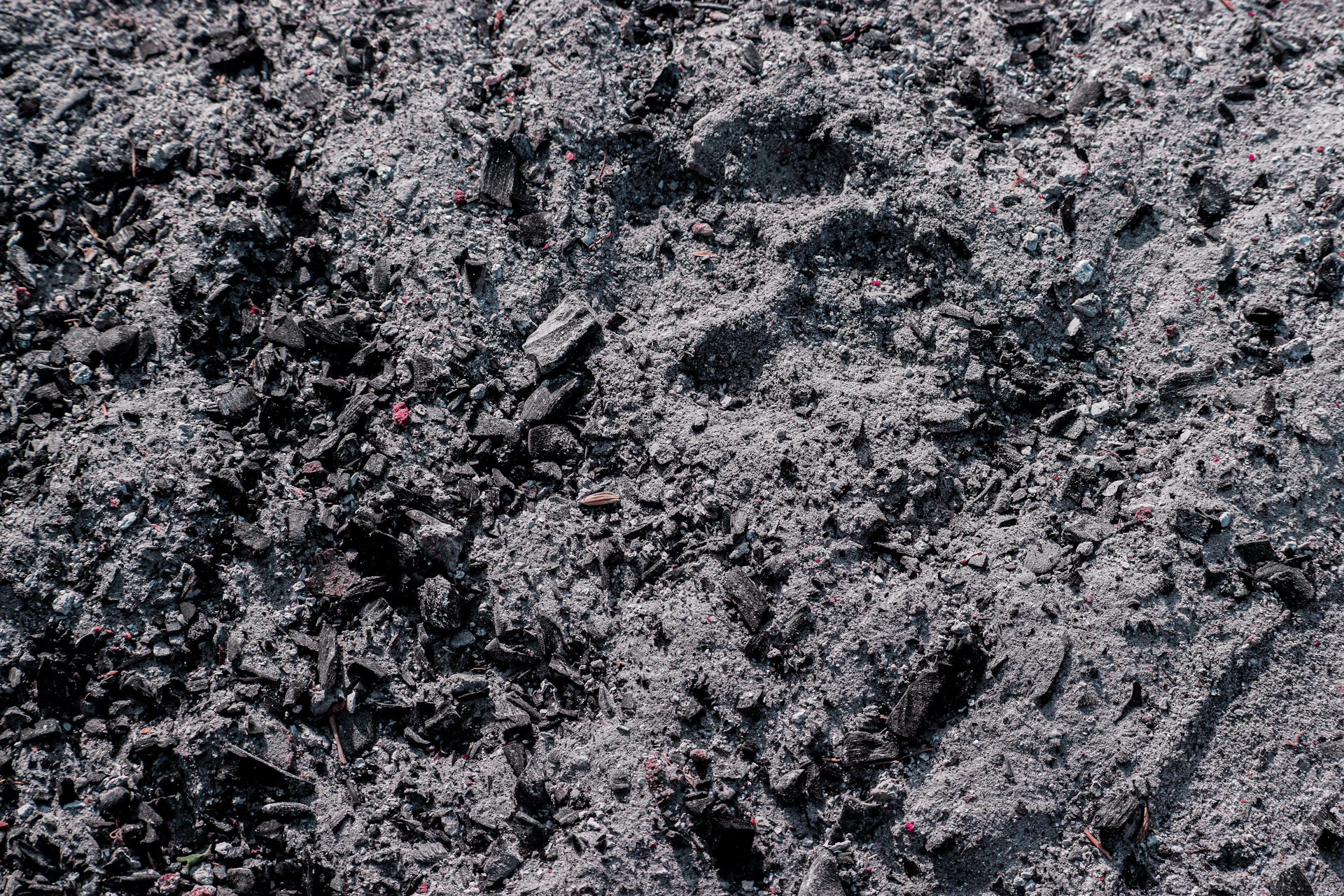 Close-up of grey ash and charcoal fragments