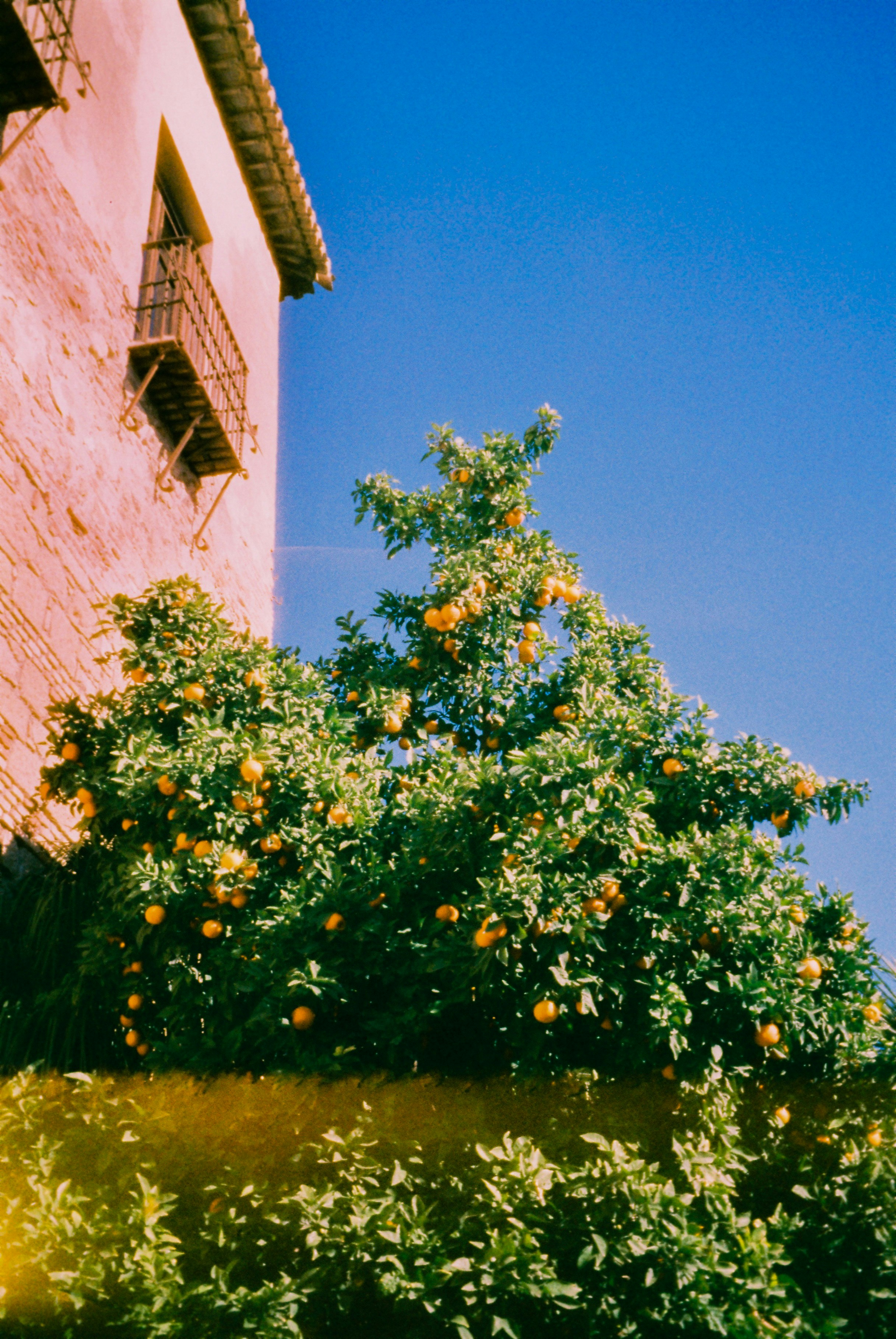 Orange tree laden with fruit beside building