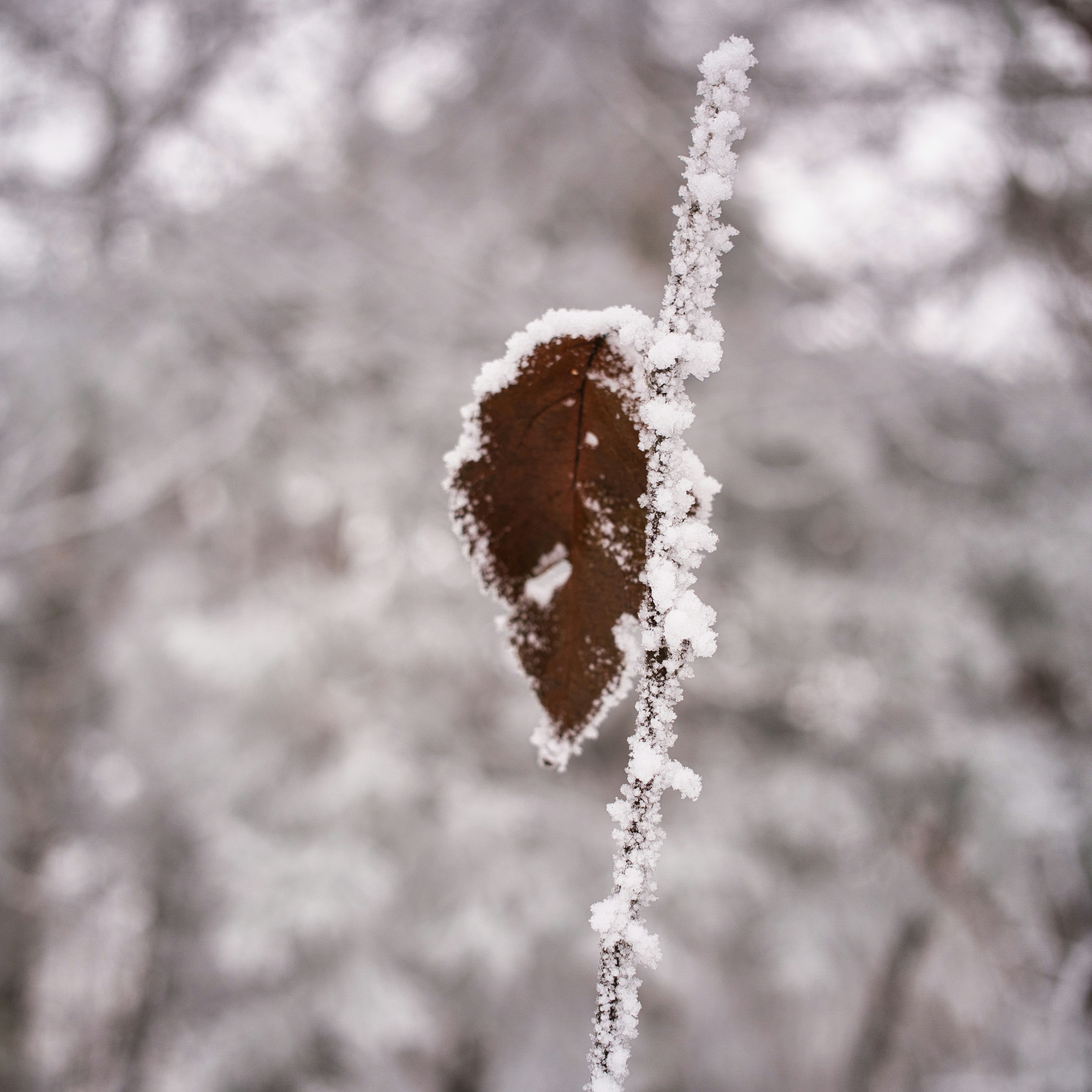 A single brown leaf covered in frost on a branch.
