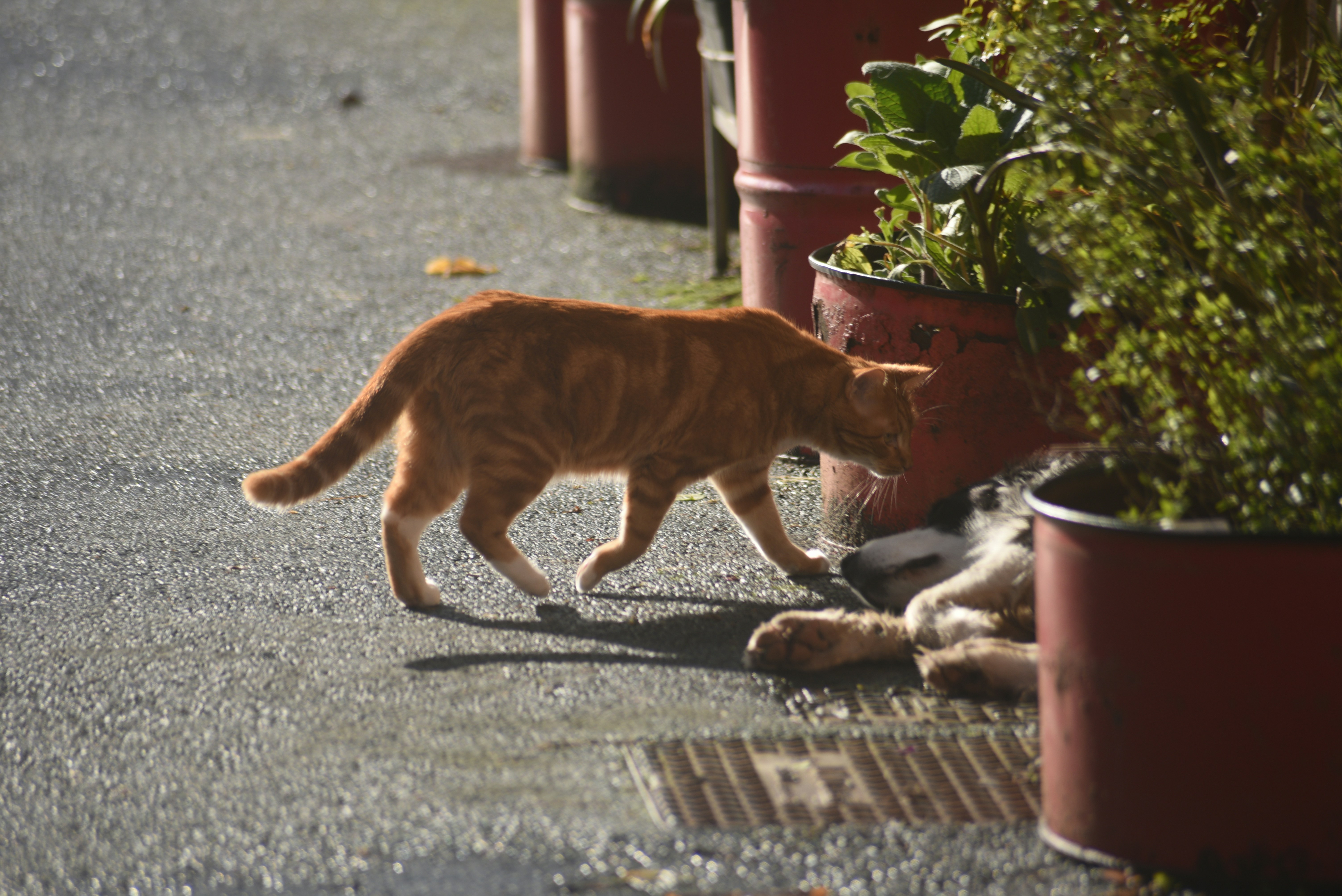 An orange tabby cat walks past potted plants.