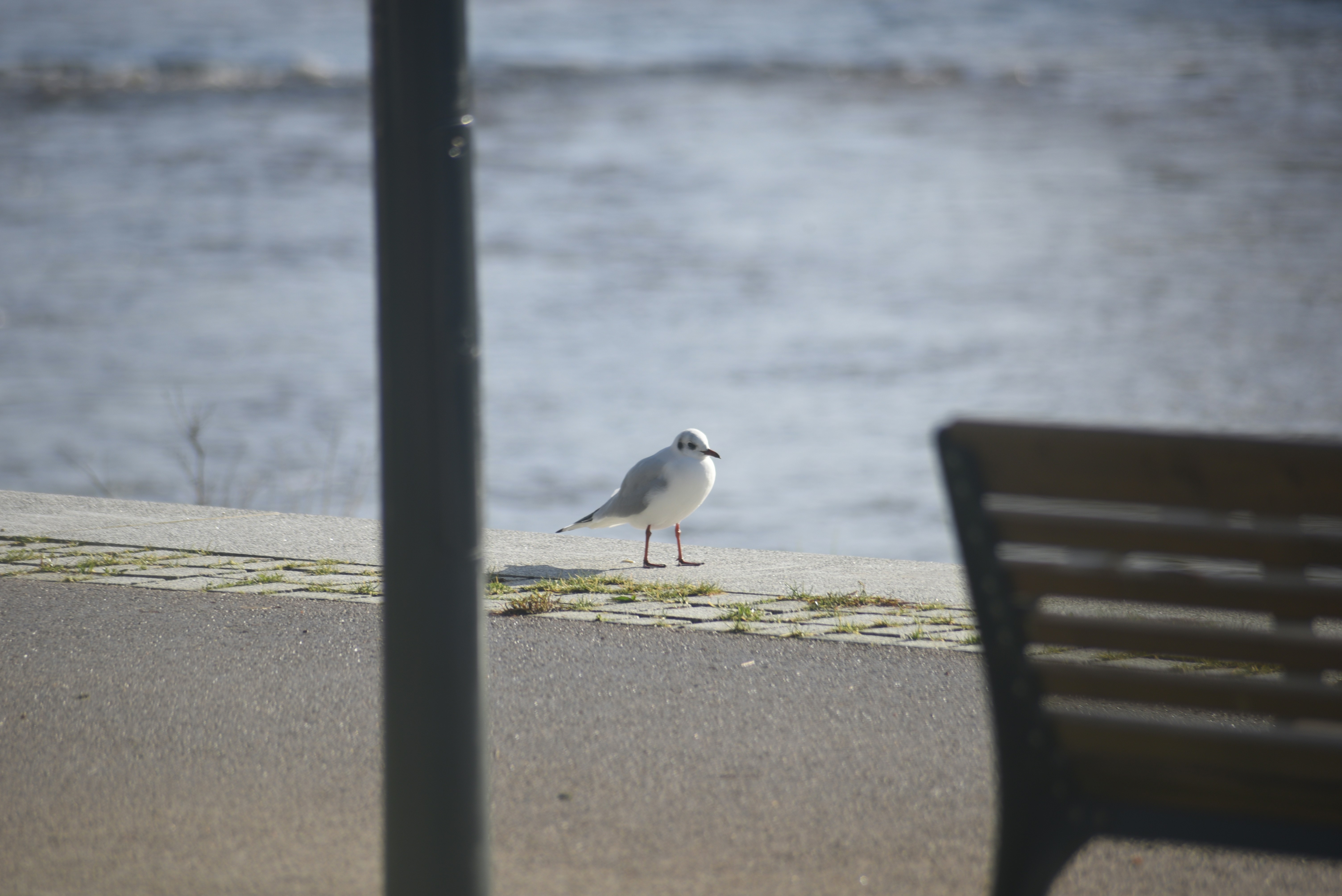 A seagull stands by the water with a bench.