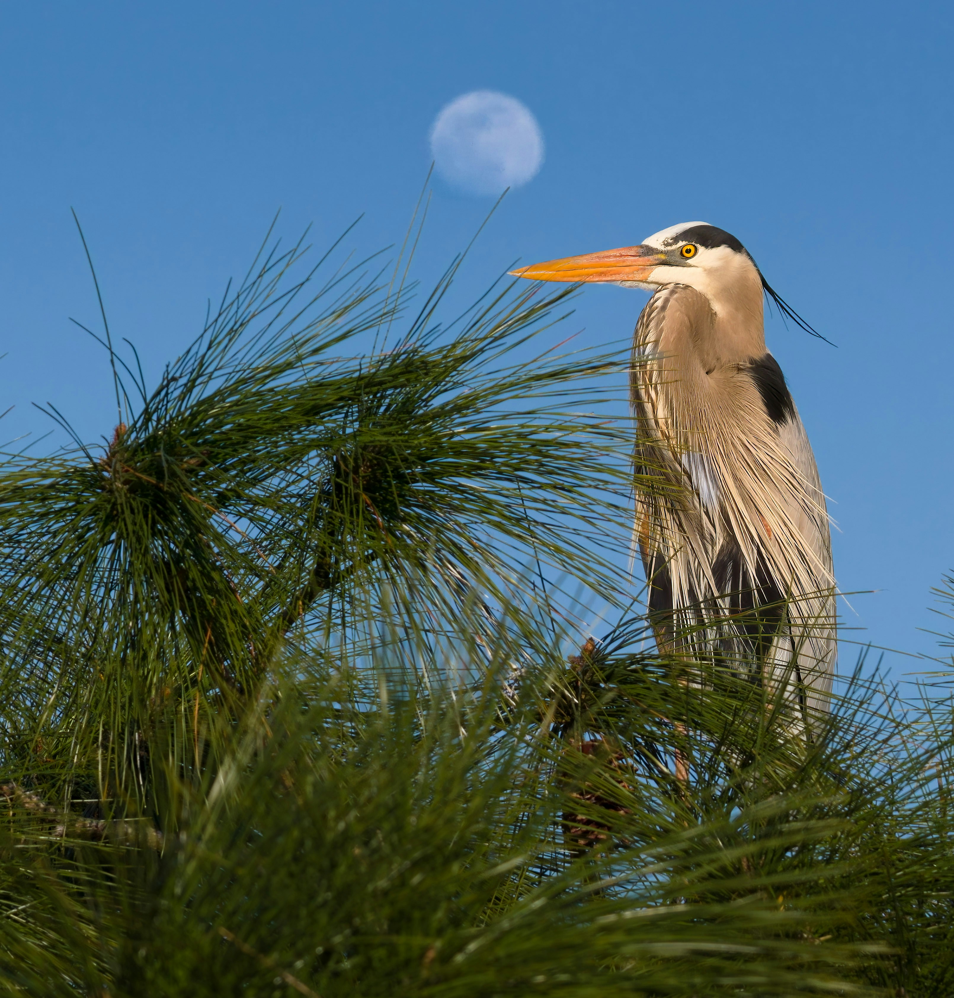 Great blue heron perched in a pine tree with moon.