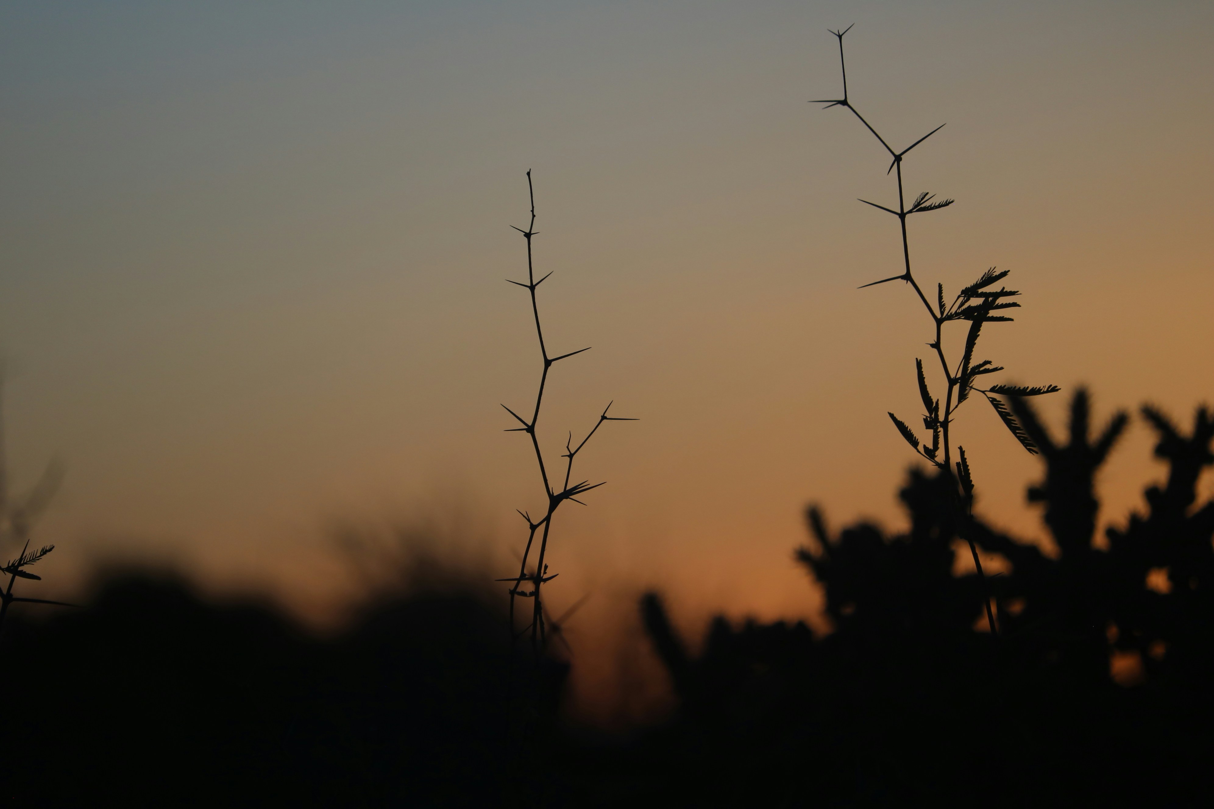 Photo by allysphotos