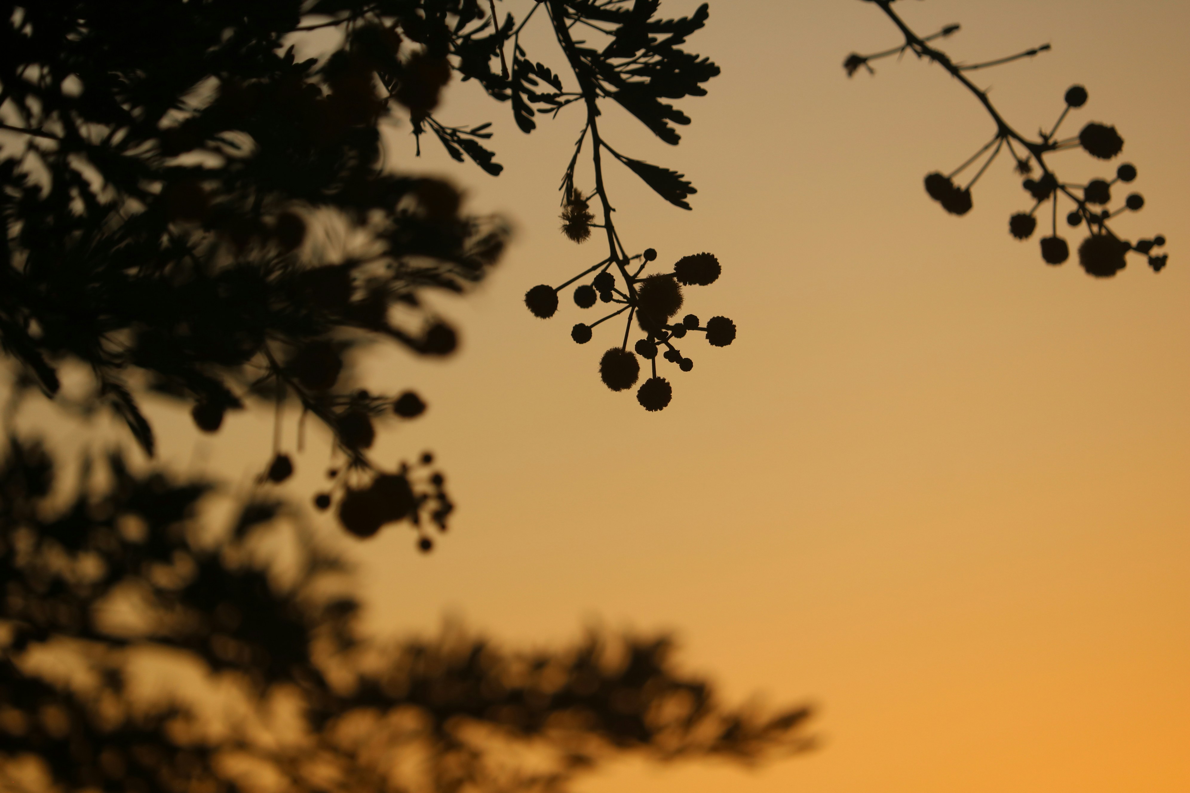 Photo by allysphotos