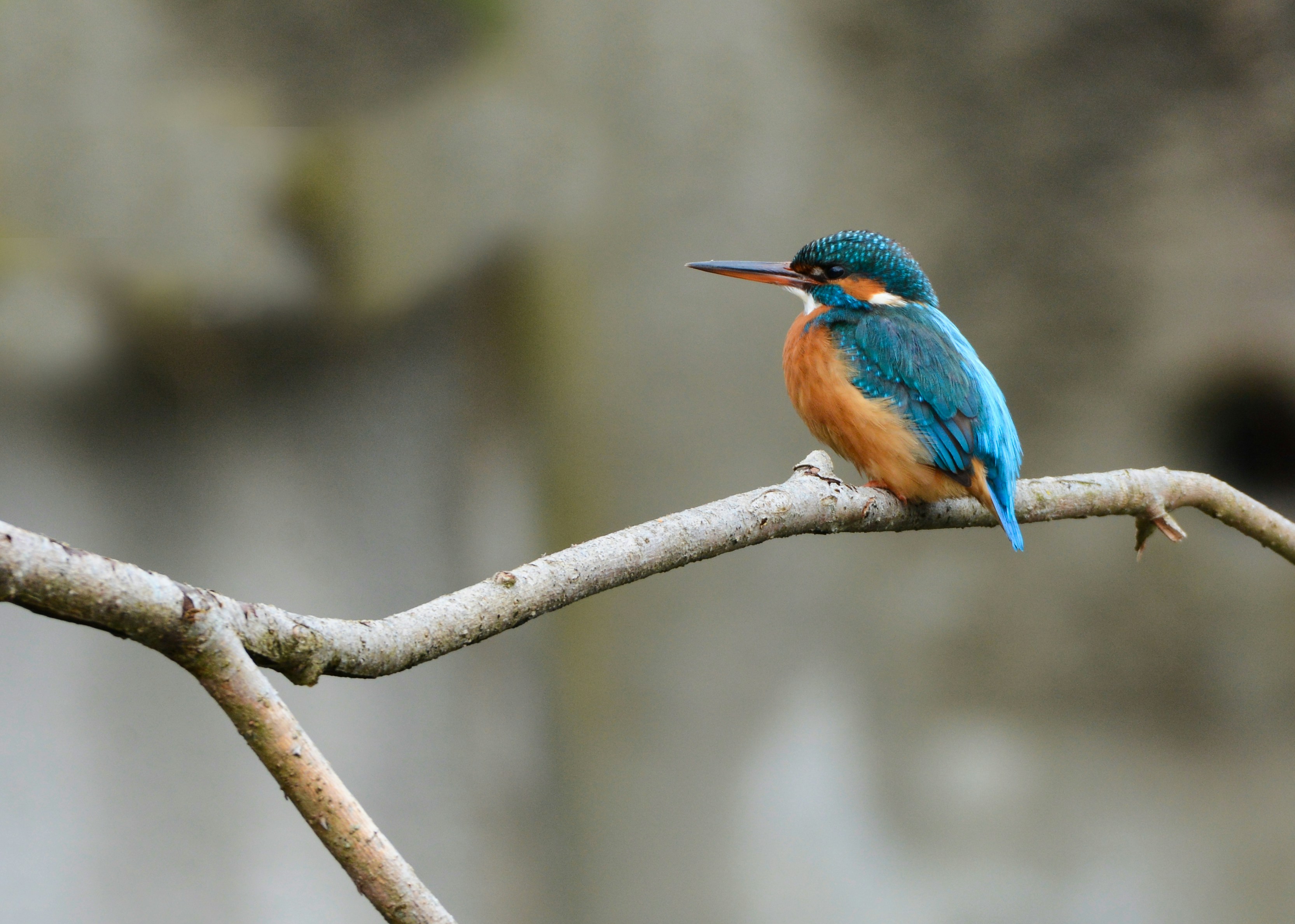 Photo by selvavaleska