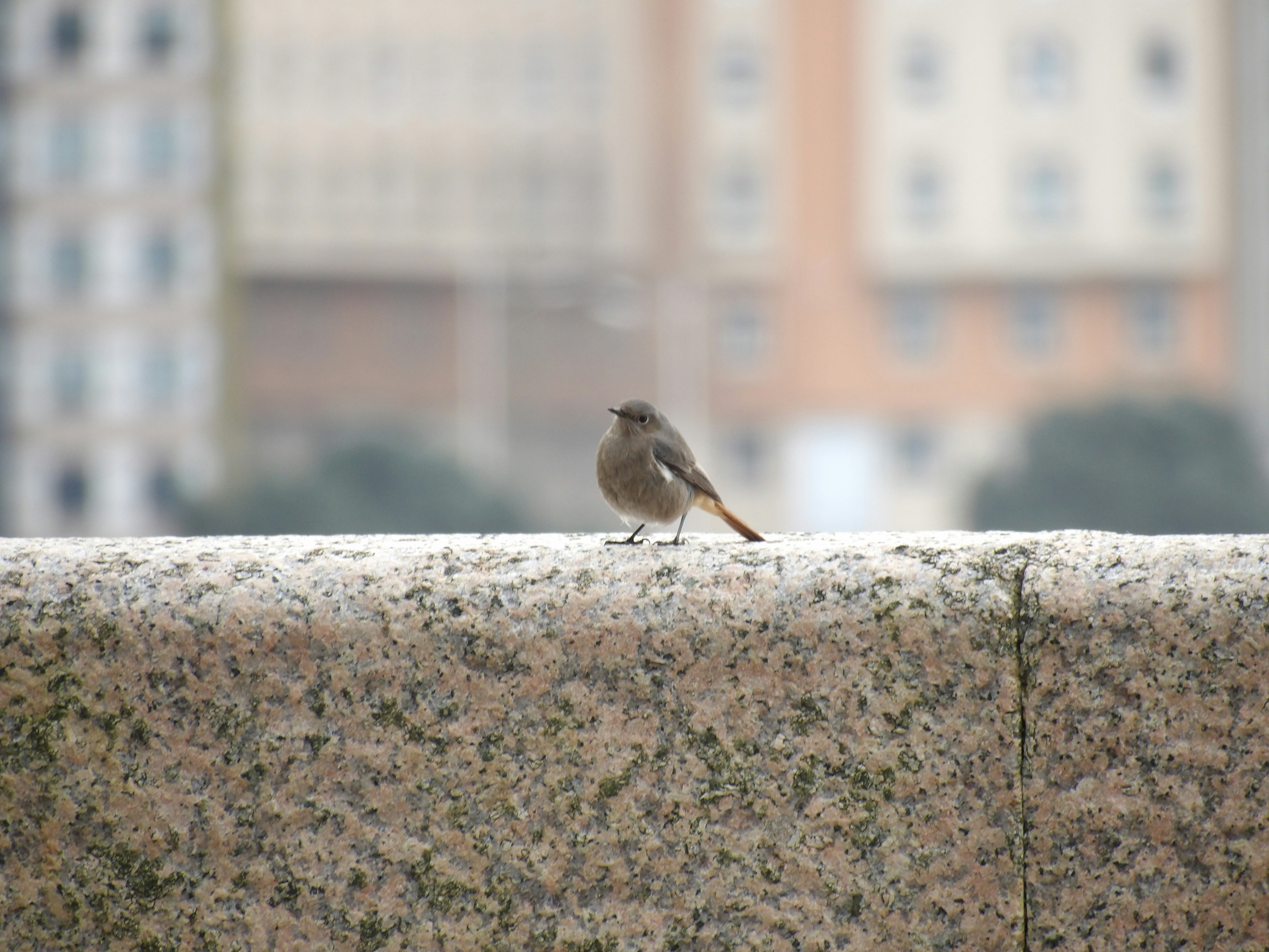 A small bird perched on a stone wall