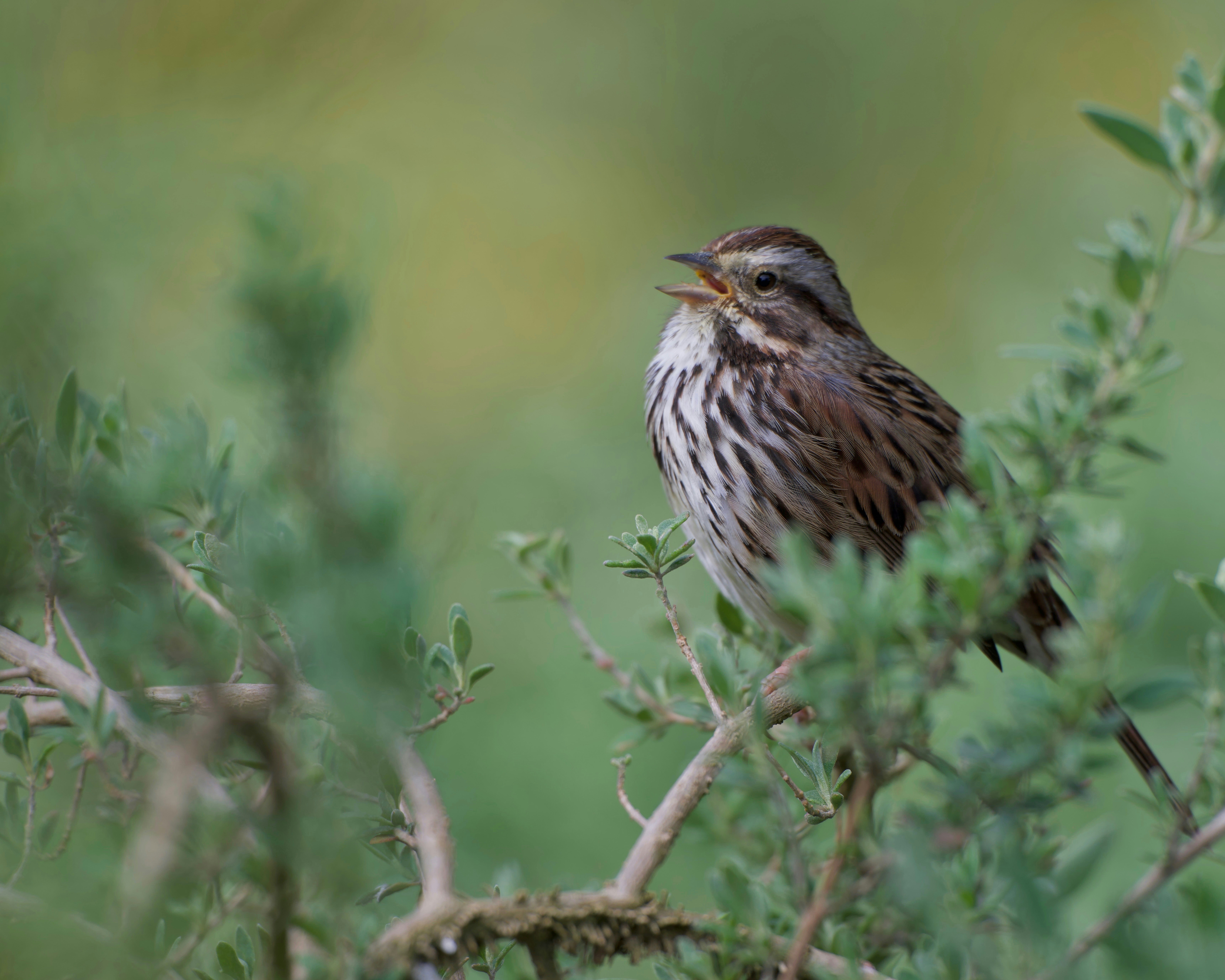 A song sparrow perched on a branch singing.
