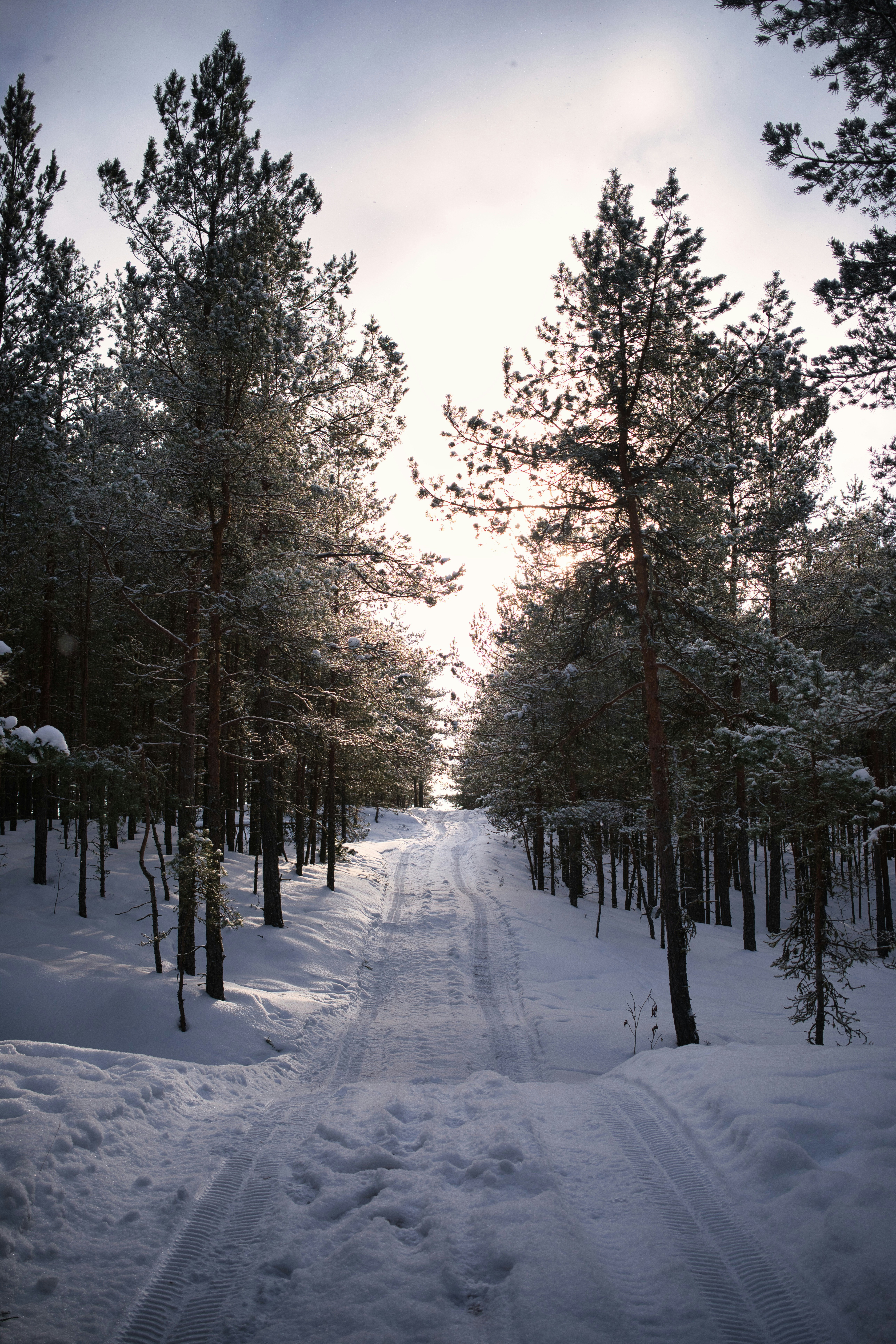 Snowy forest road with tire tracks under bright sky