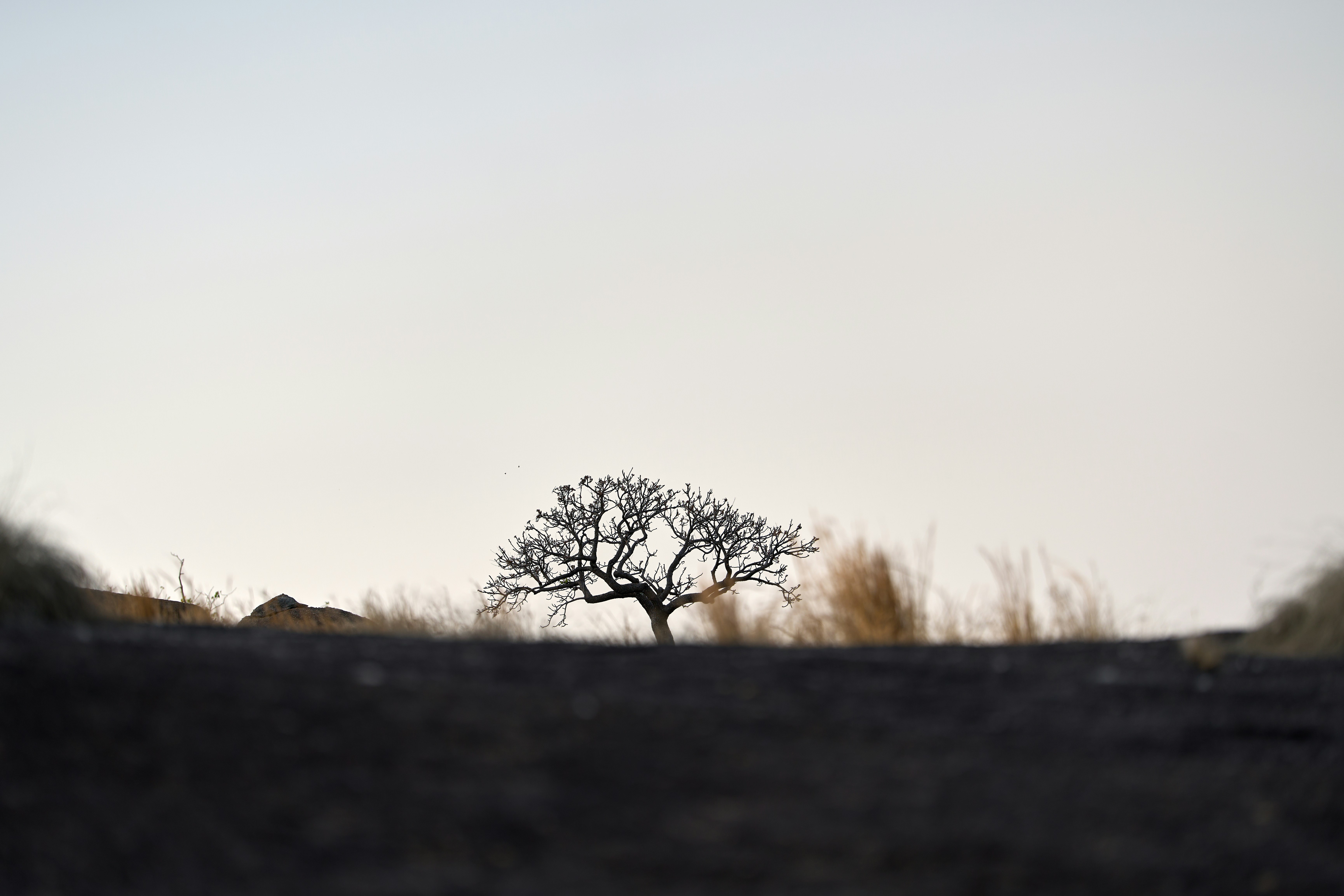 A lone tree silhouetted against a pale sky