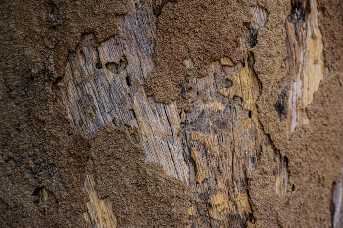 Close-up photo of termite damage on wood, a common household pest issue in El Mirage, AZ