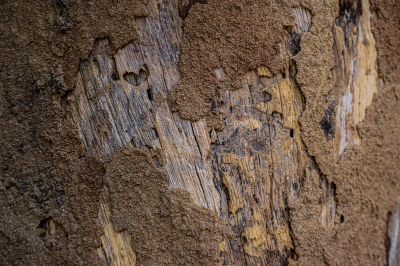 How to Tell If You Have Termites in Your Seaford Home