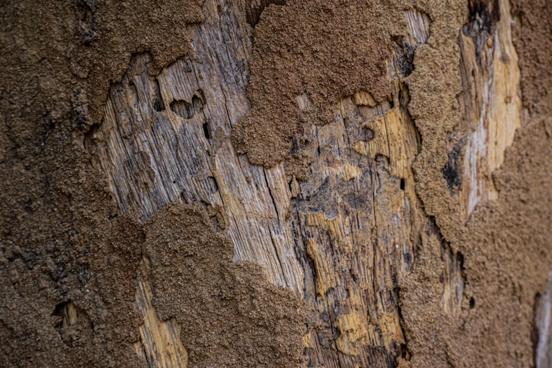 Close-up of termite damage and mud residue on wood framing