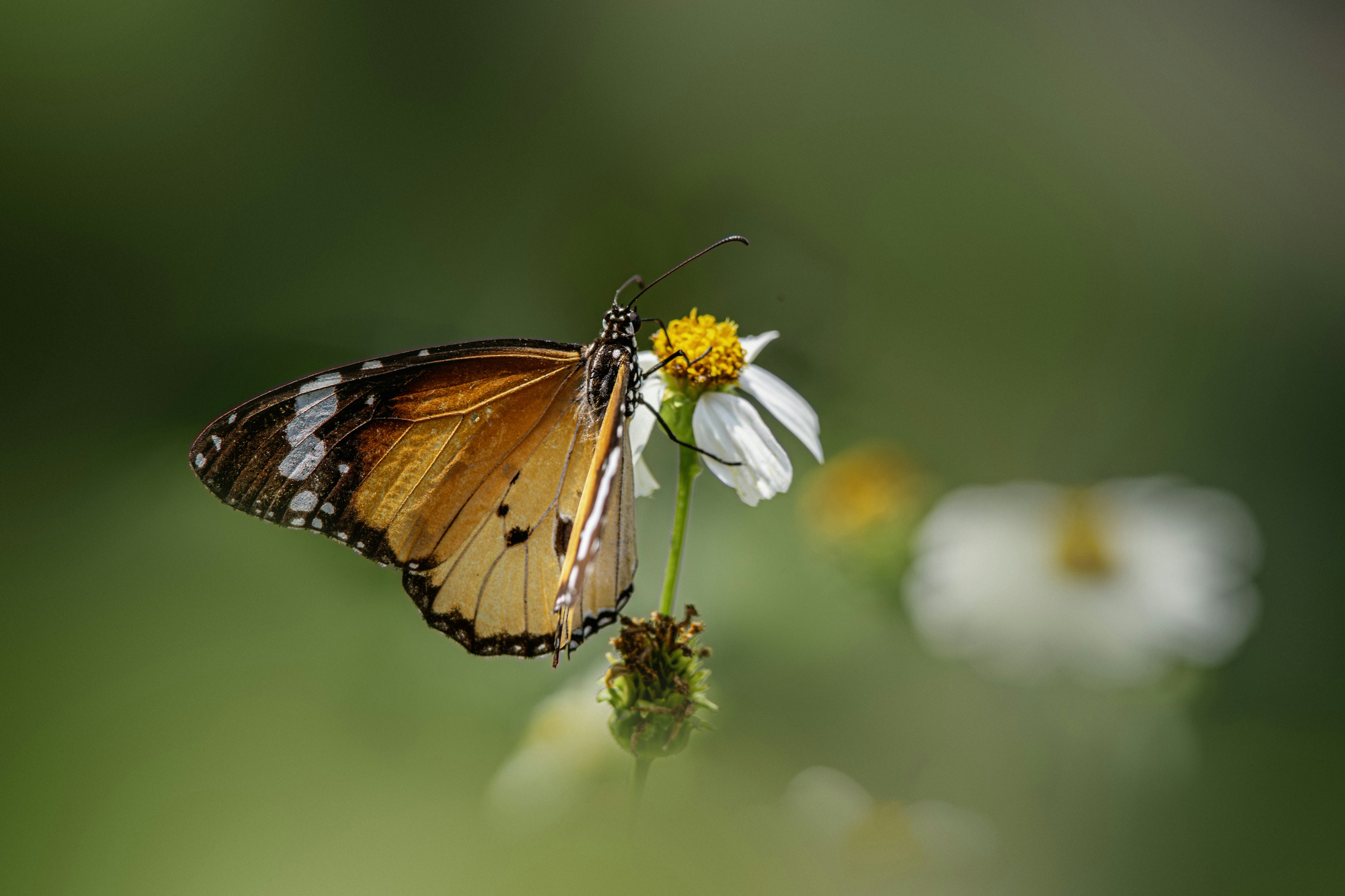 Photo by erik_karits