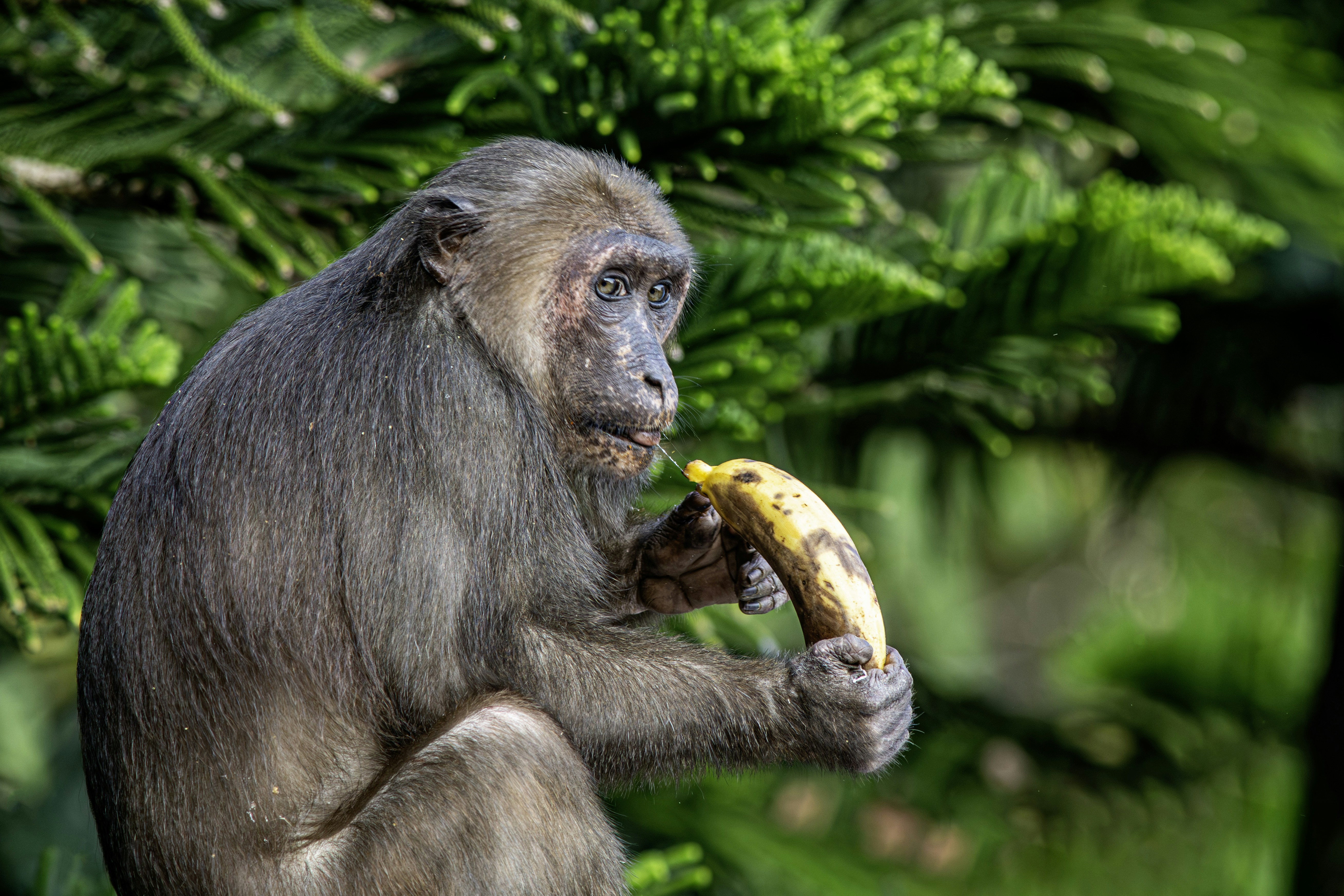 A monkey eating a banana in front of green foliage.