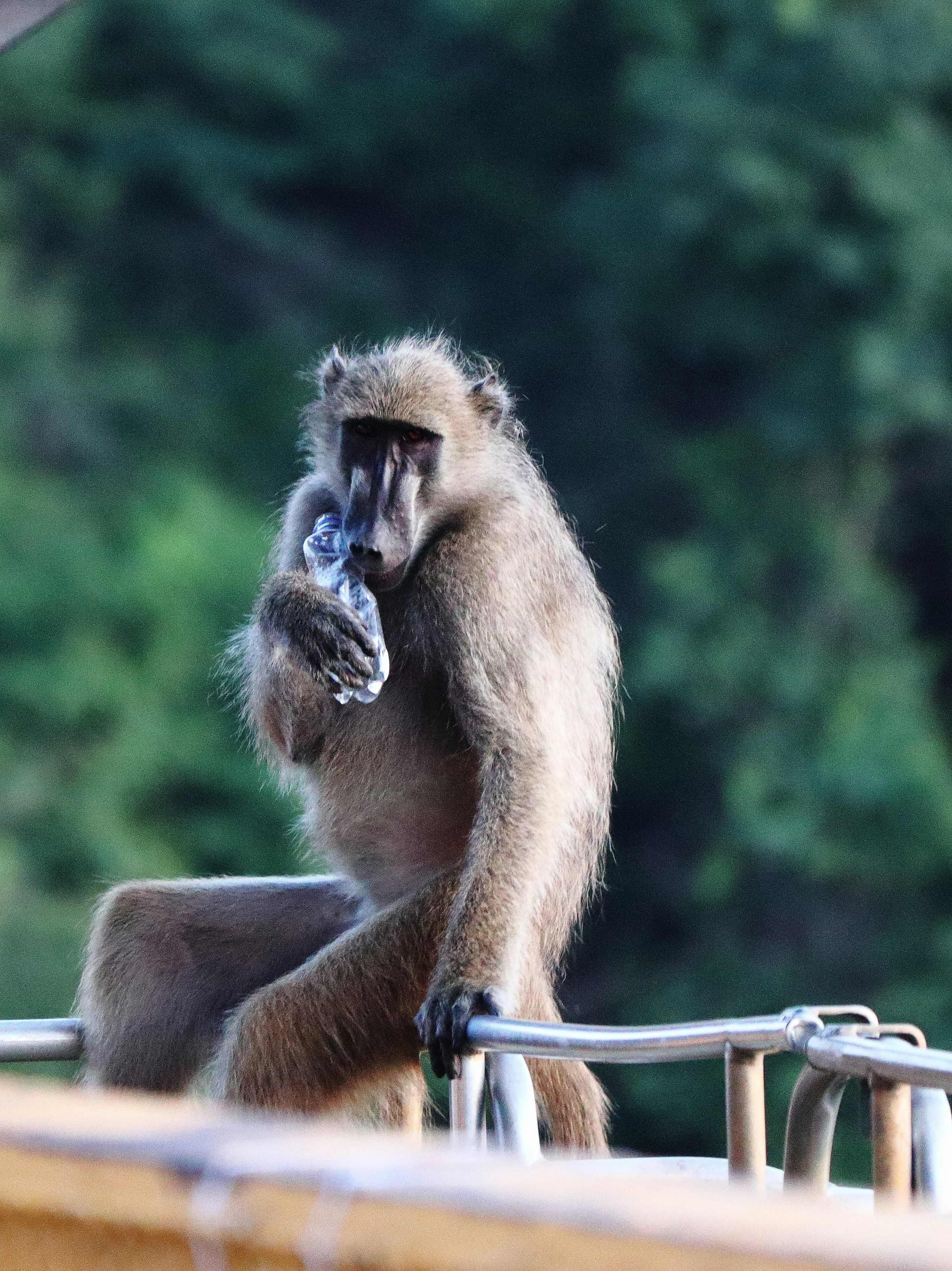 A baboon sits on a railing holding a plastic bottle.