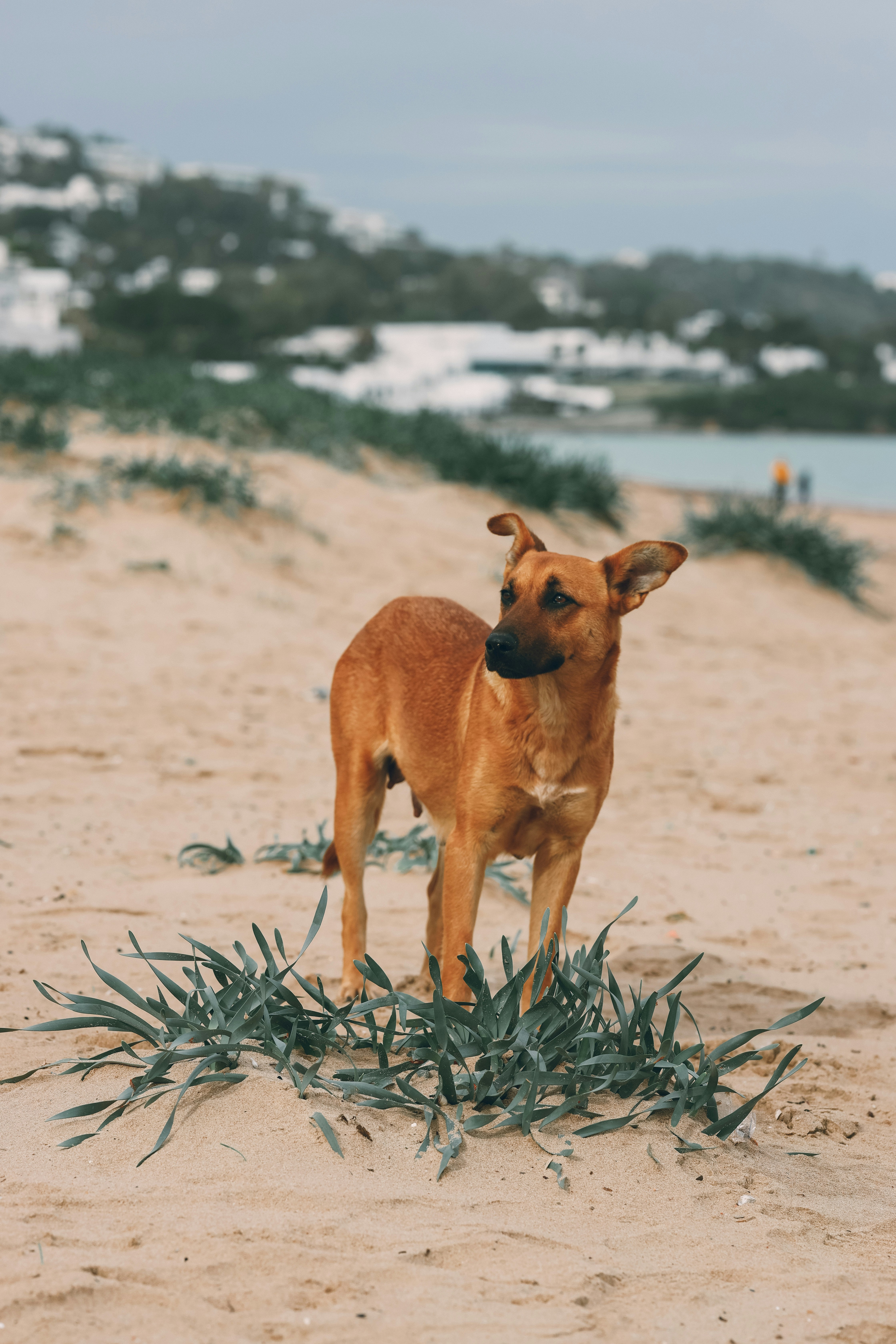 Ein brauner Hund steht an einem Sandstrand.
