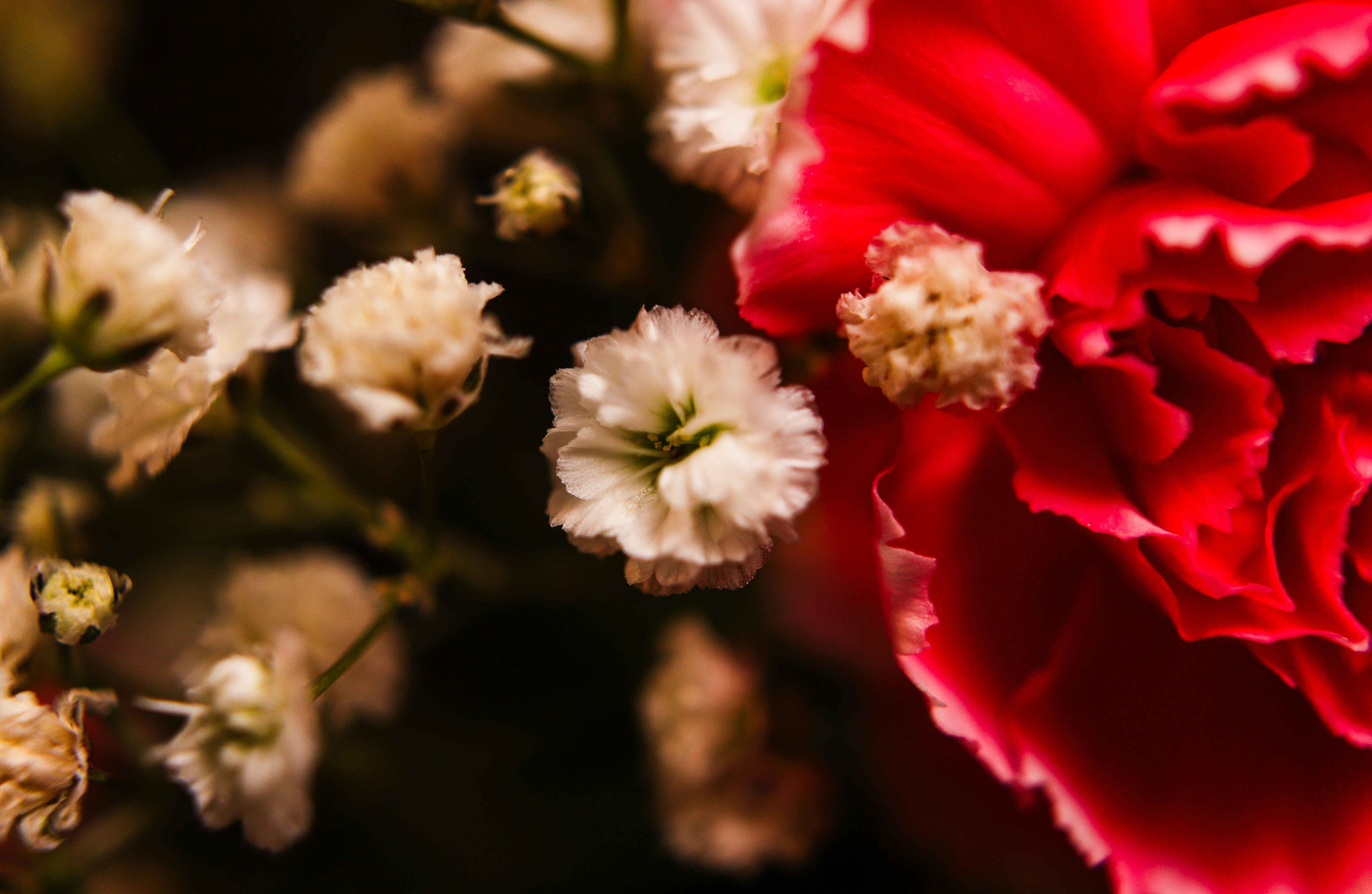 Red carnation with delicate white flowers
