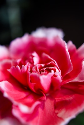 Carnations