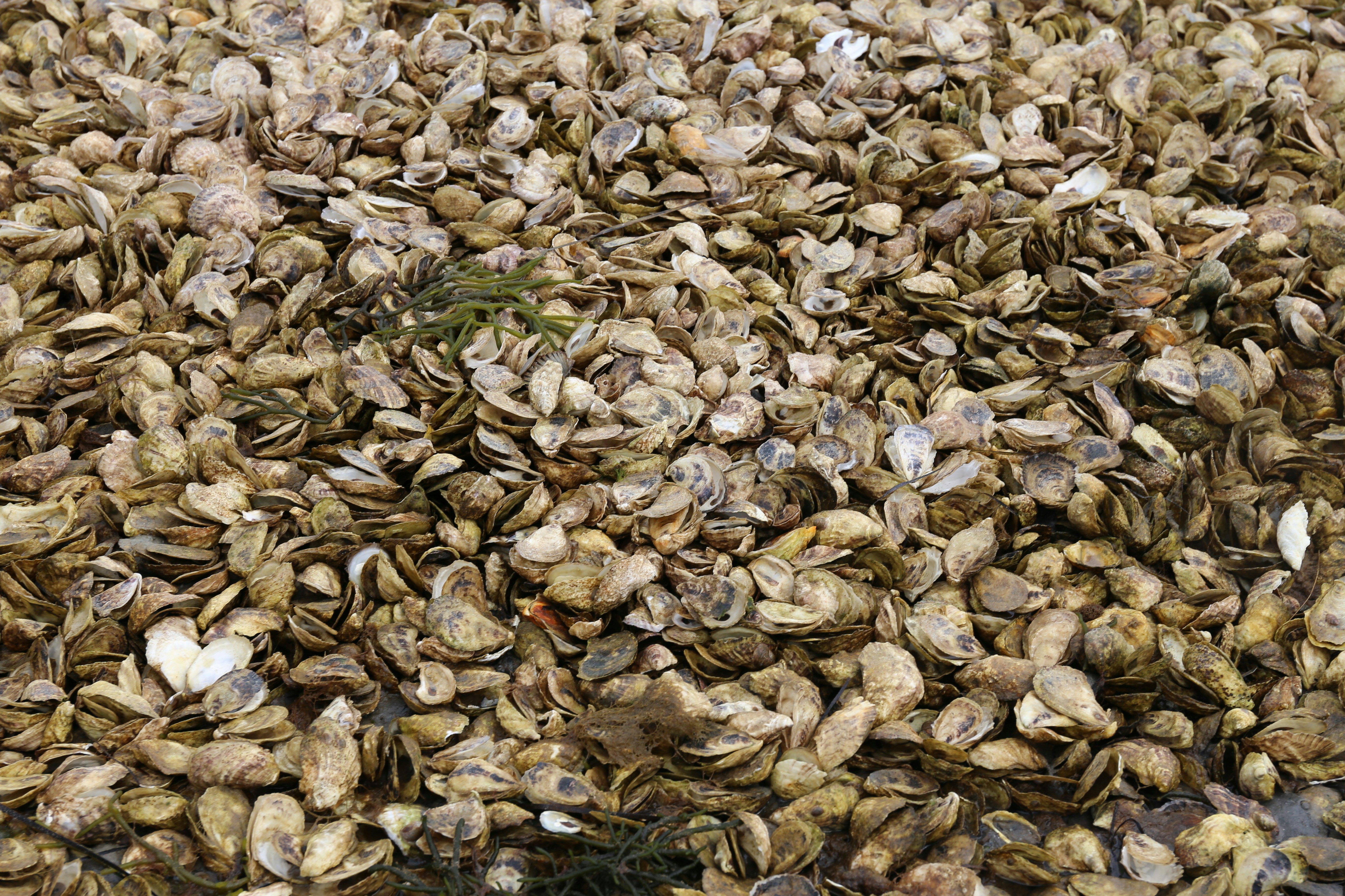 Photo by mayacohen09