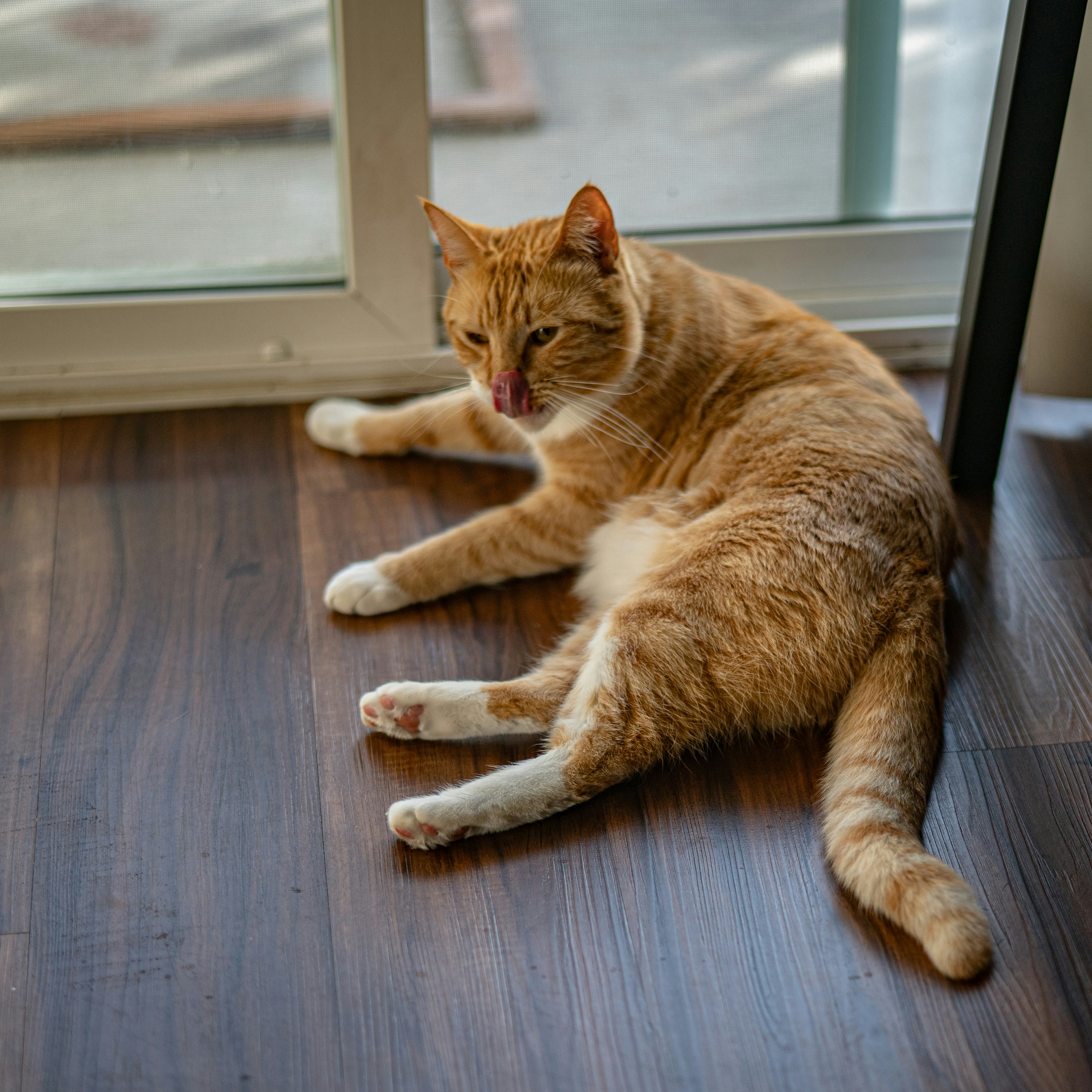 An orange tabby cat lies on a wooden floor.