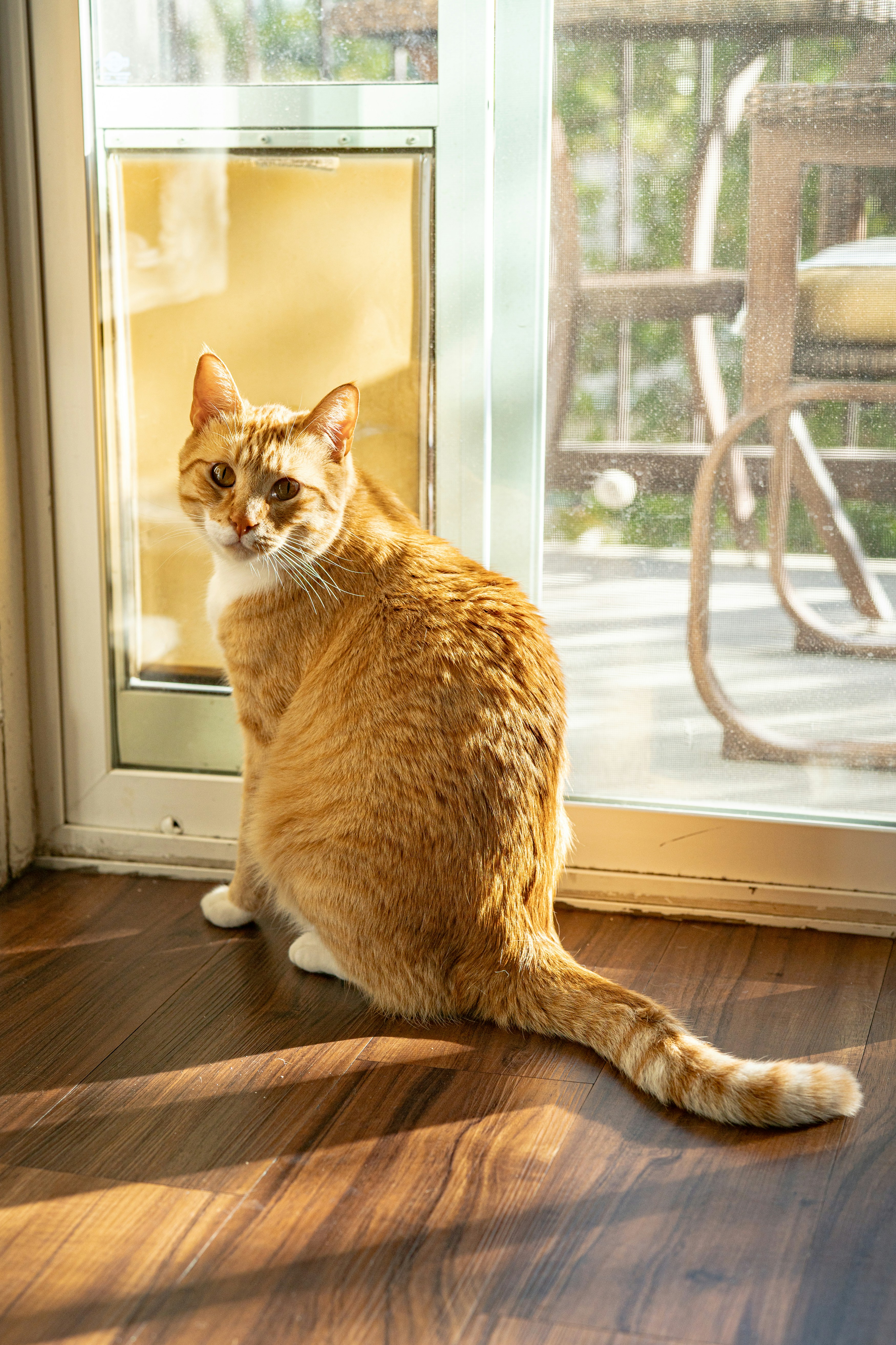 An orange tabby cat sits by a glass door.