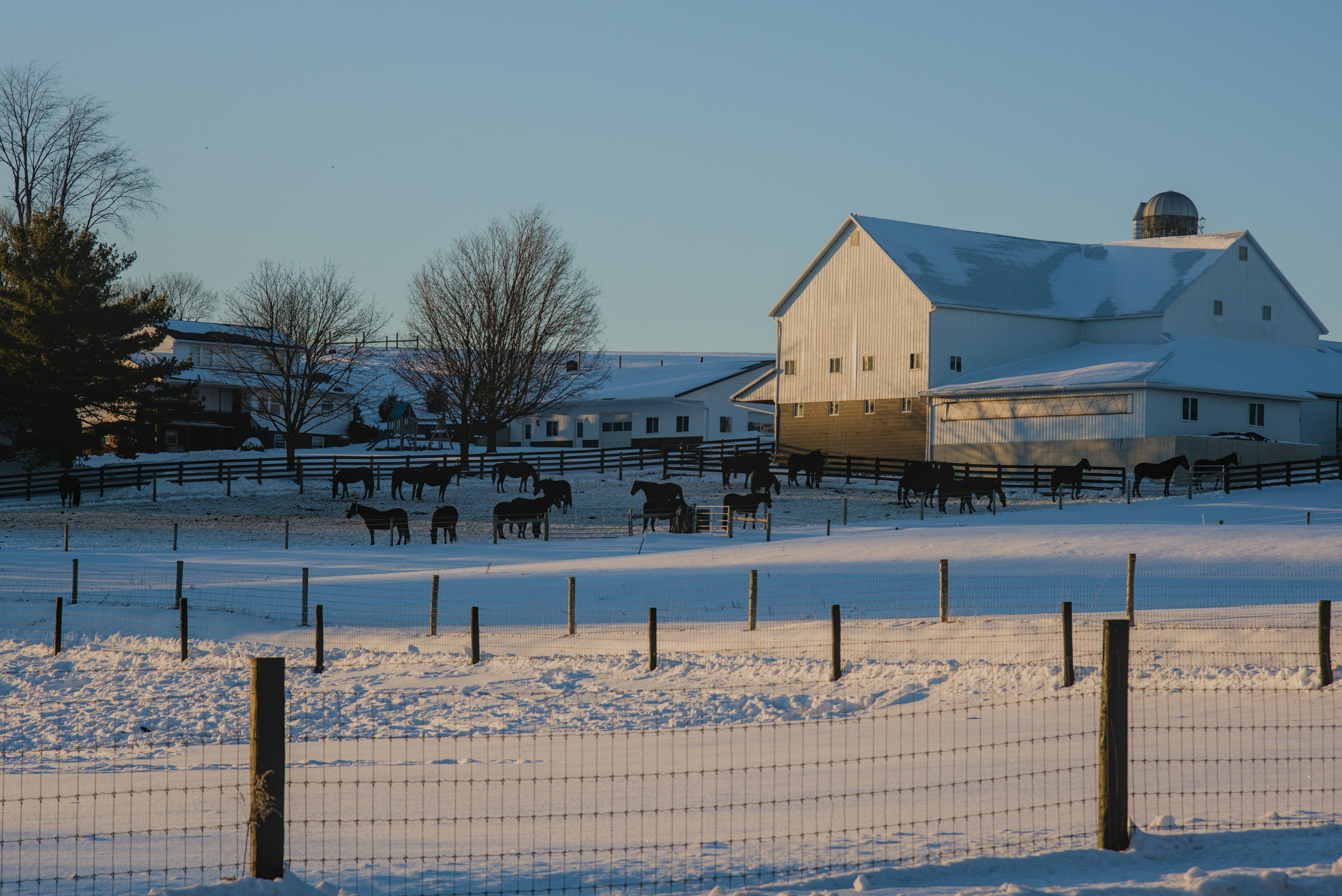 Horses in a snowy field near a barn.