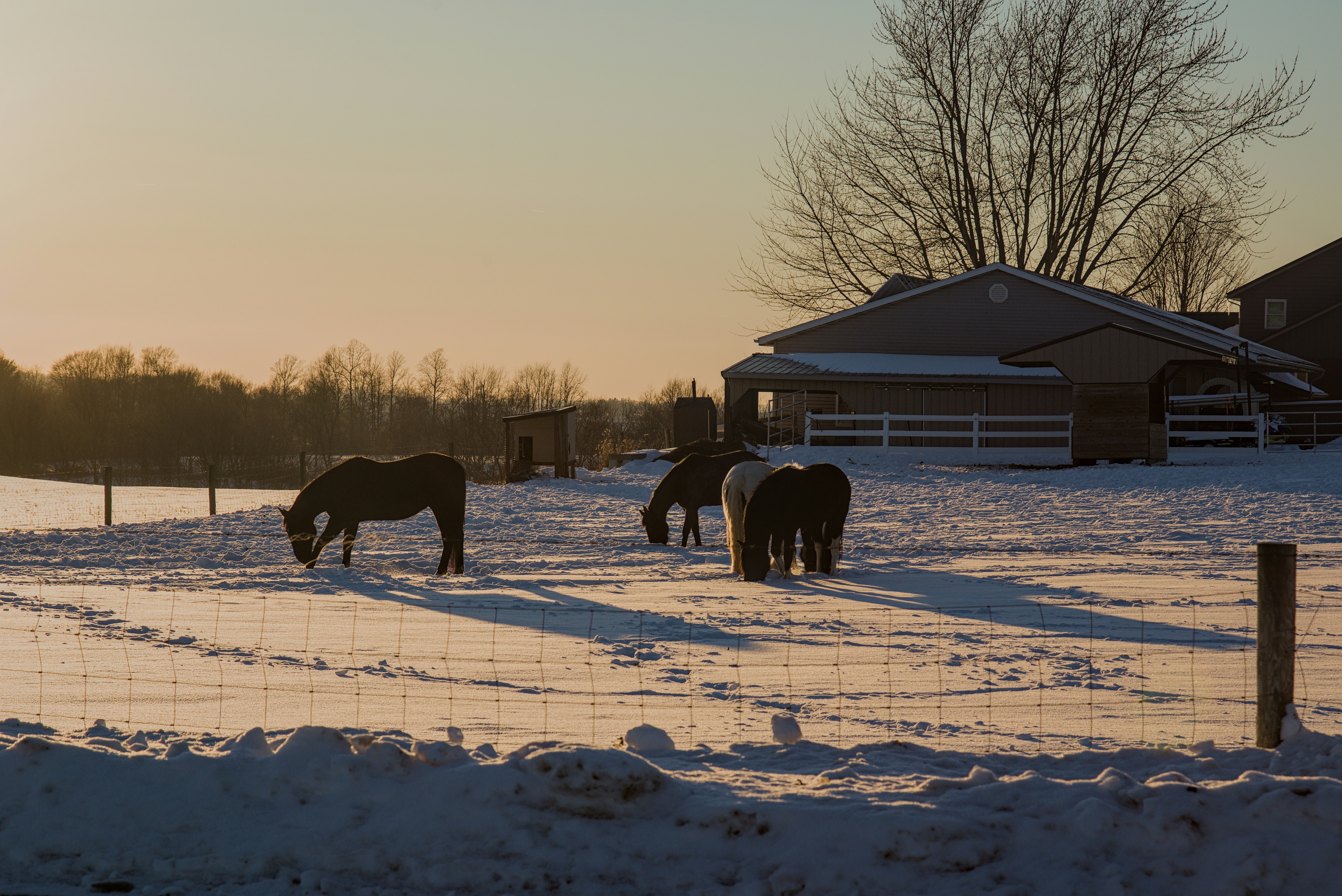 Horses grazing in a snowy field at sunset.