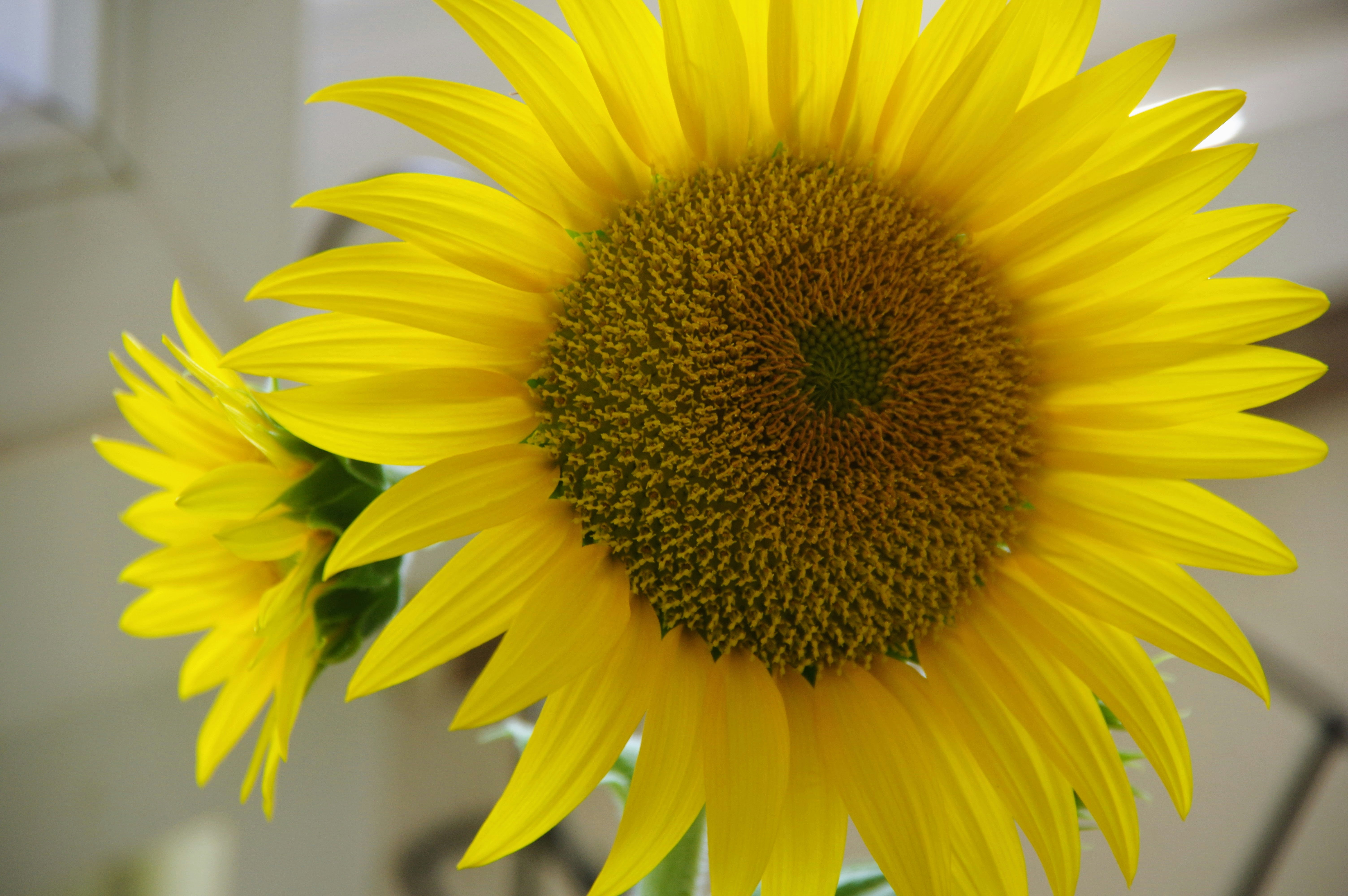 Nahaufnahme von zwei leuchtend gelben Sonnenblumen, die blühen.