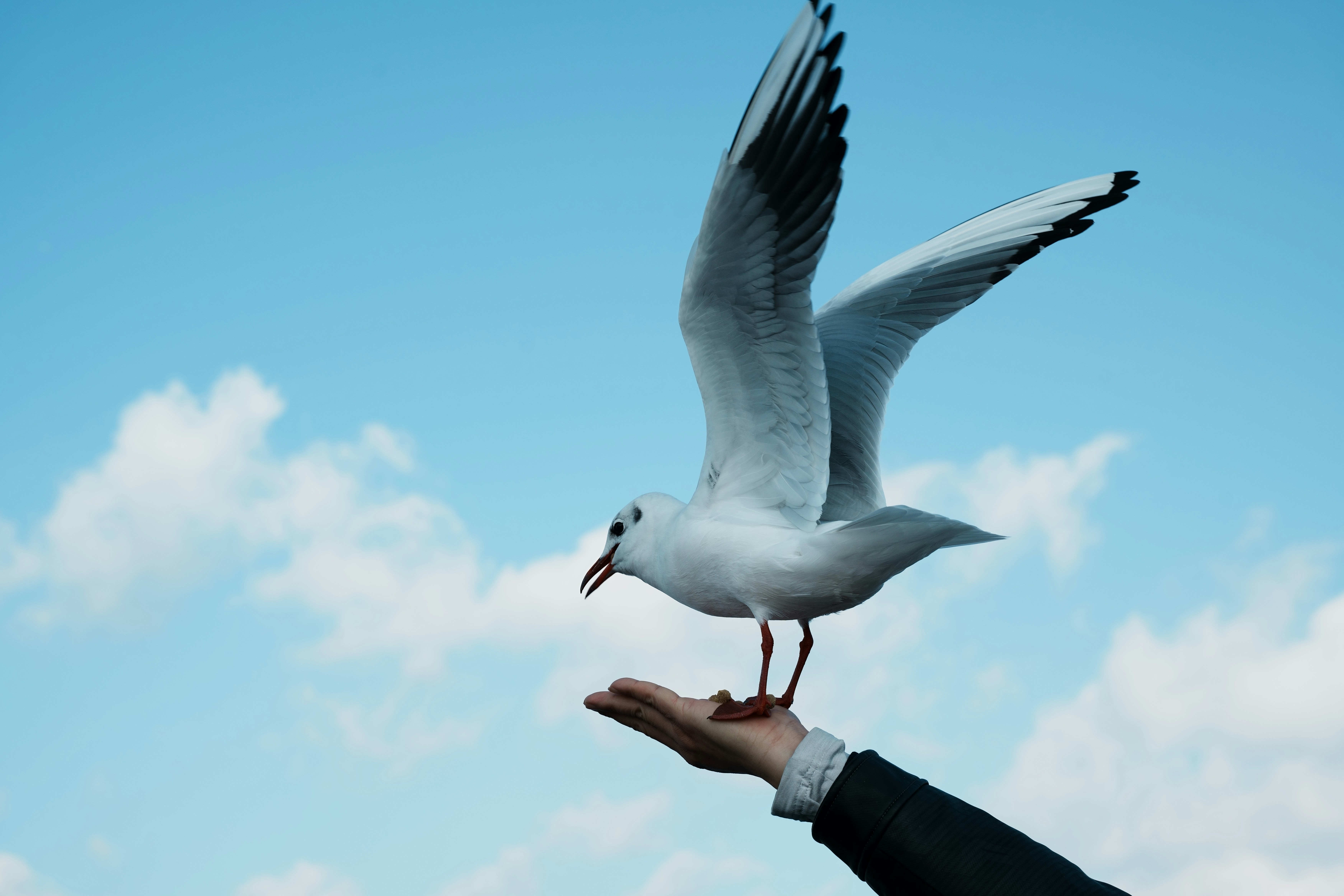 Gaviota aterrizando en la mano de una persona contra un cielo azul