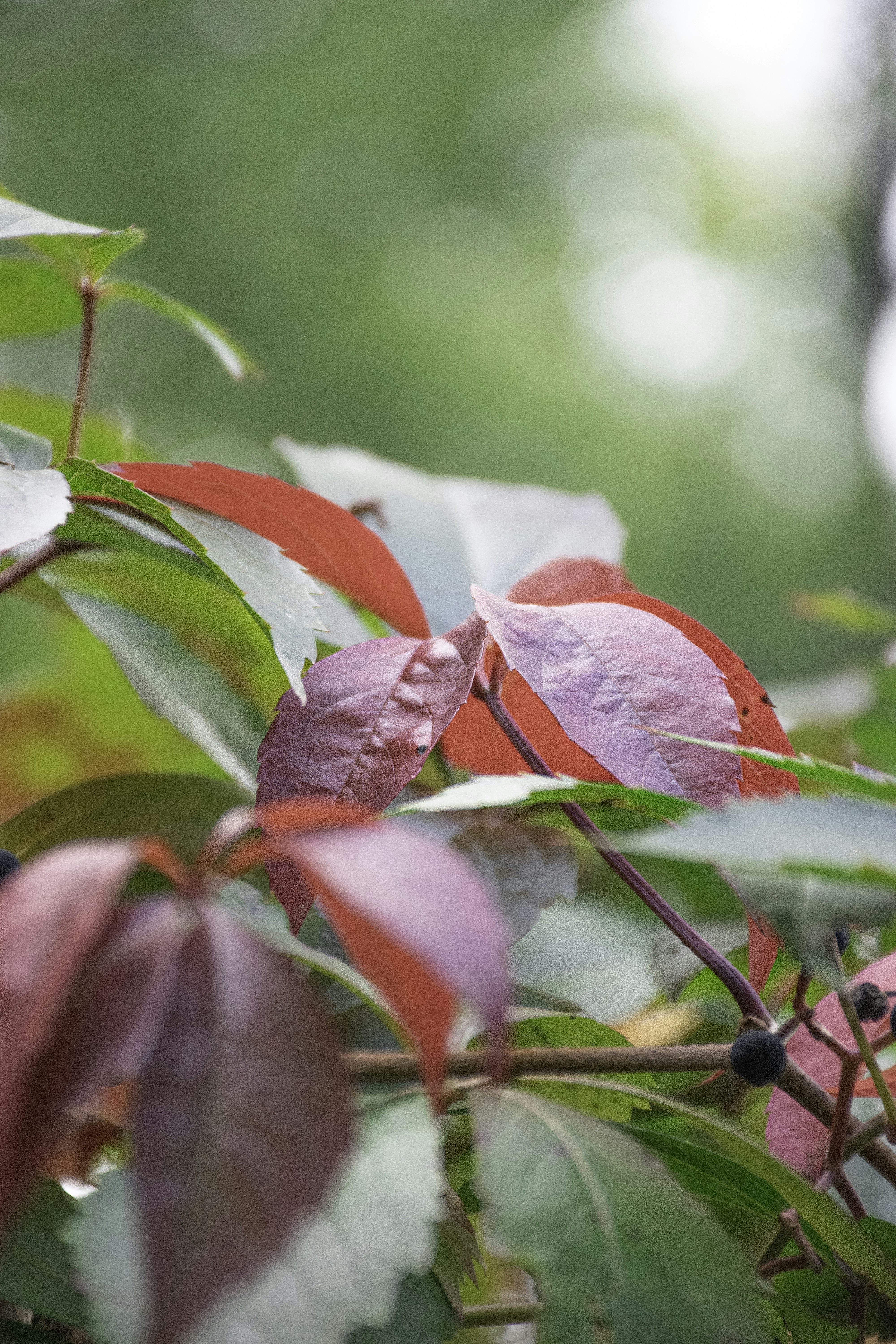 Photo by adam_skrinnikoff