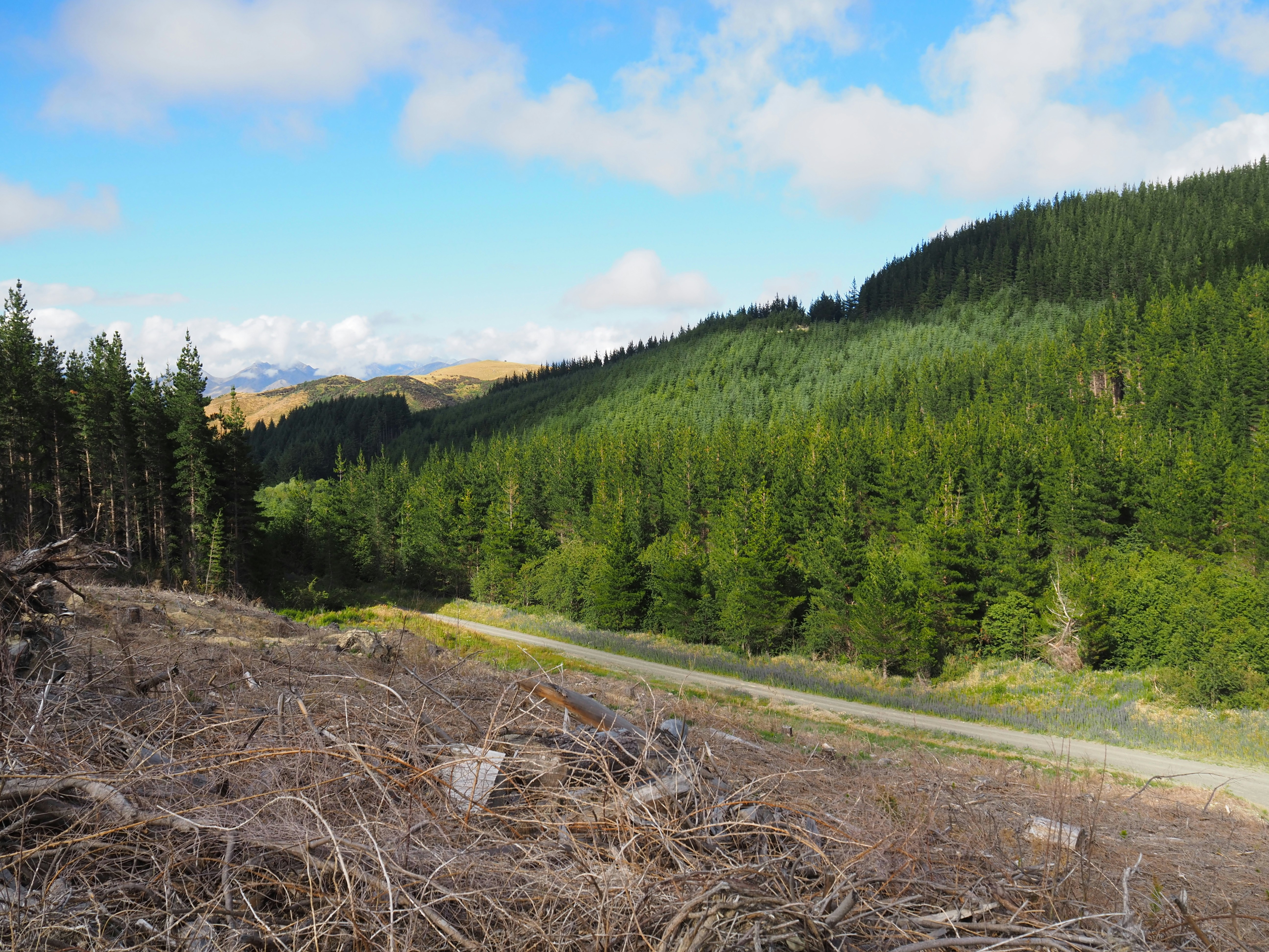 A forested hillside with a dirt road and clearings.