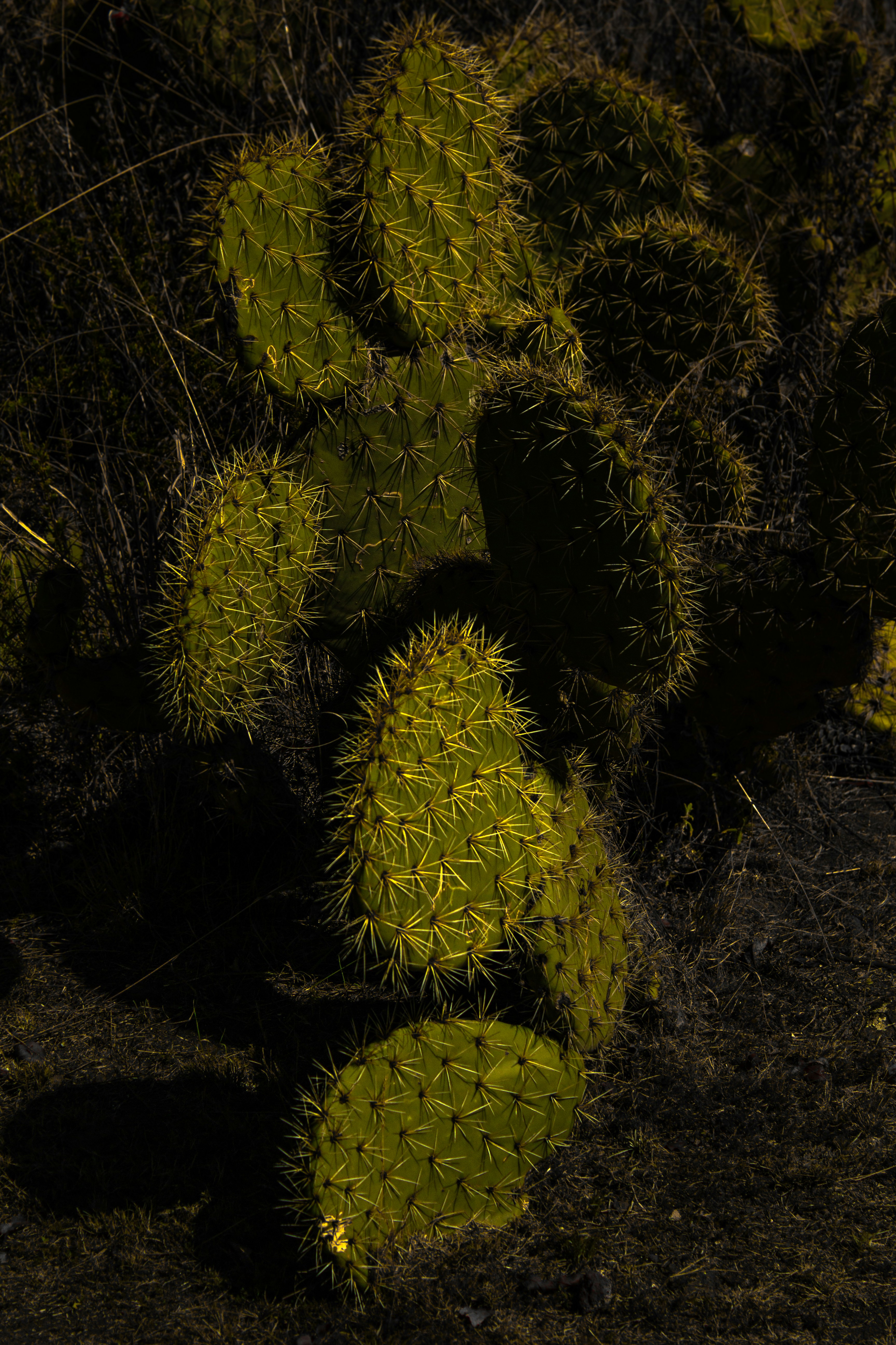 Close de almofadas de figueira-da-índia no escuro.