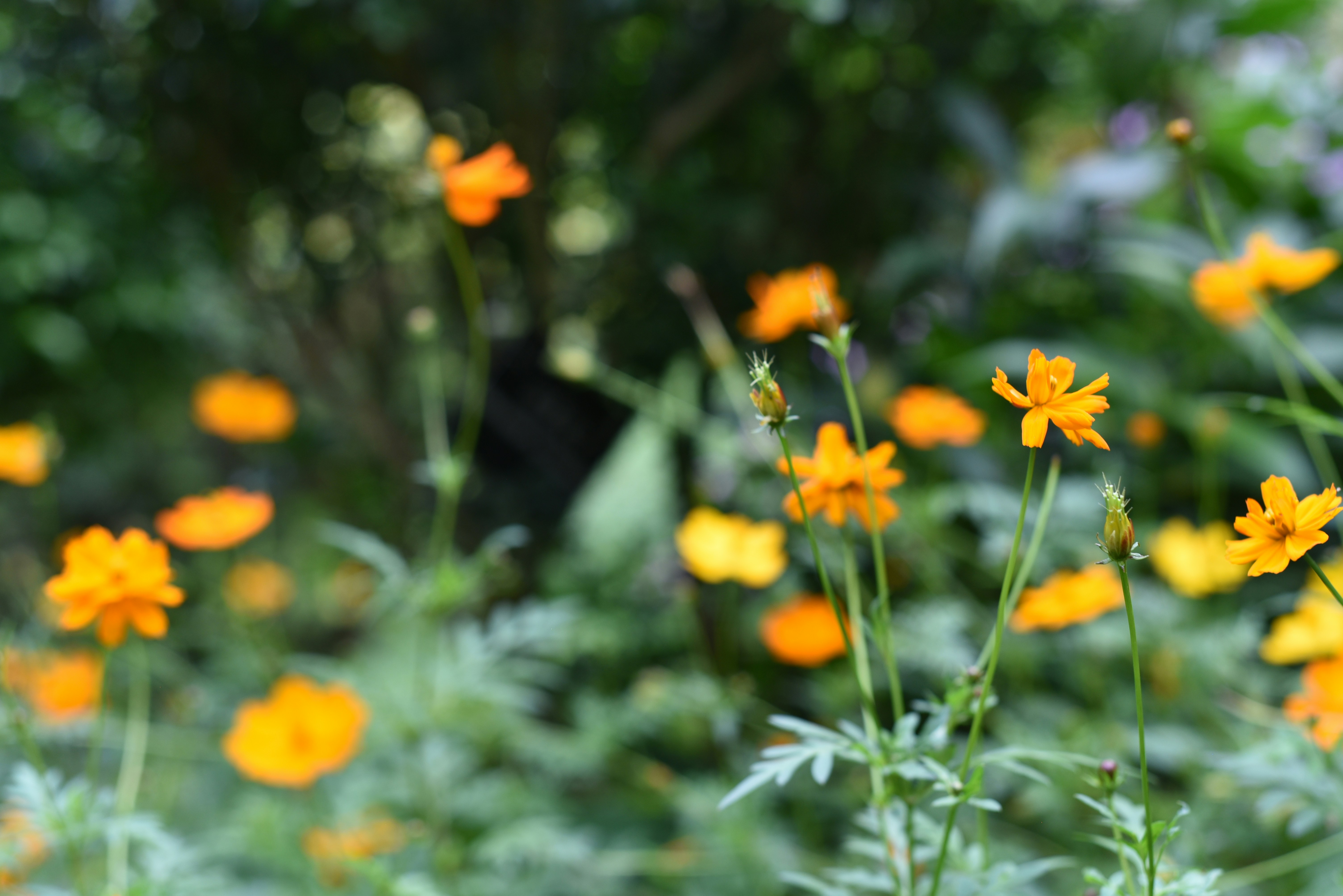 Photo by littlegabriel