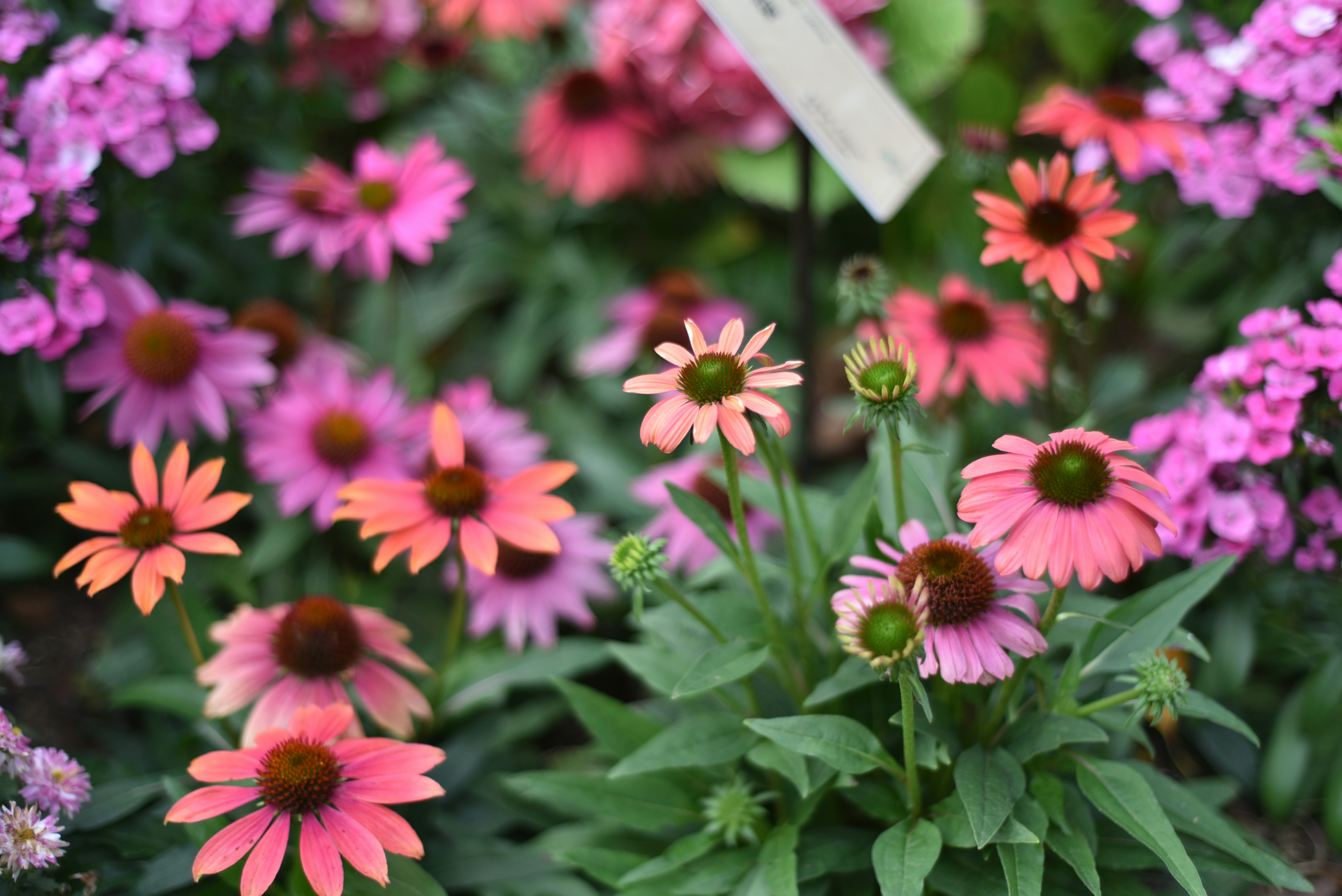 Photo by littlegabriel