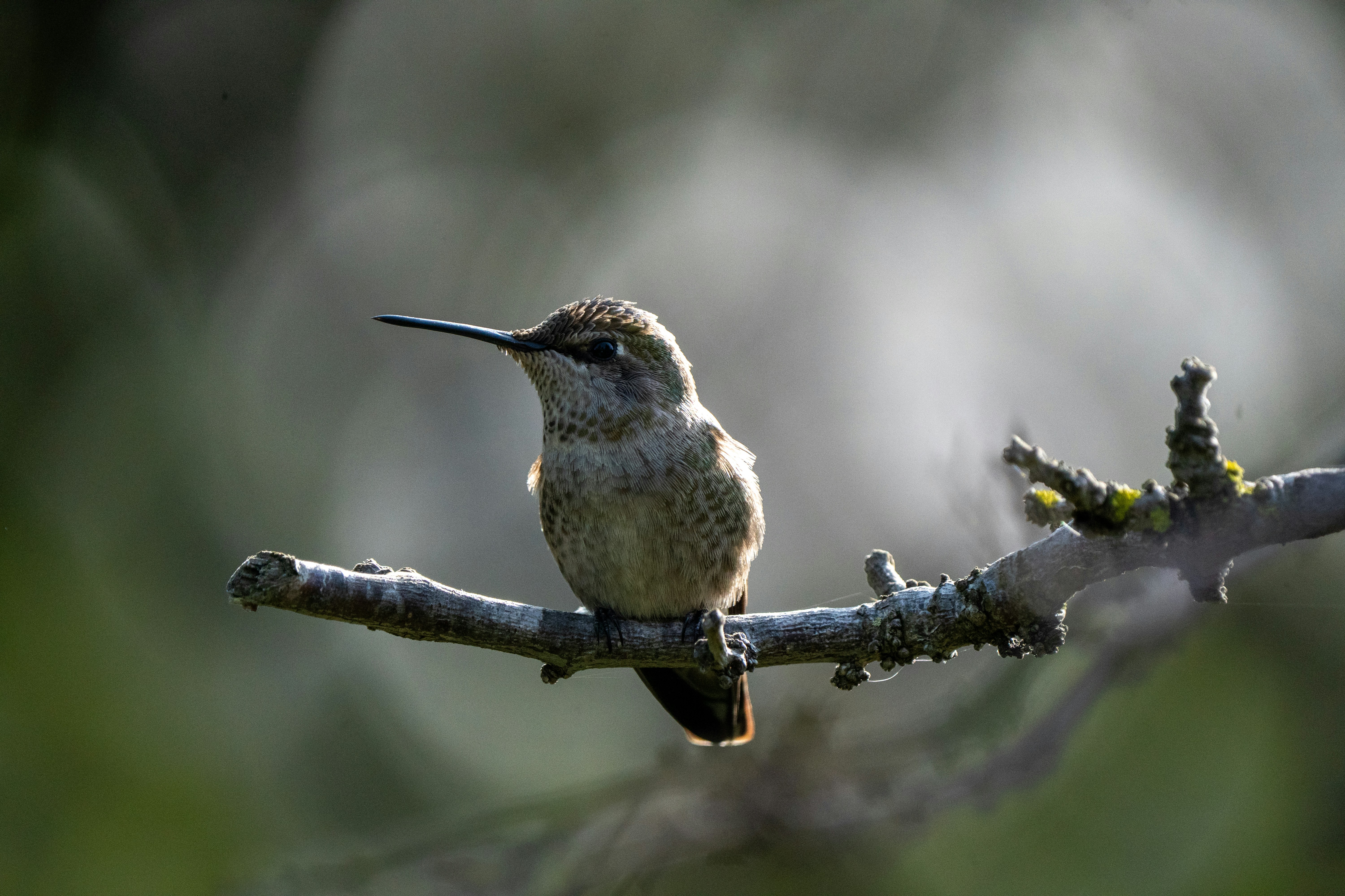 Photo by zacharia_17