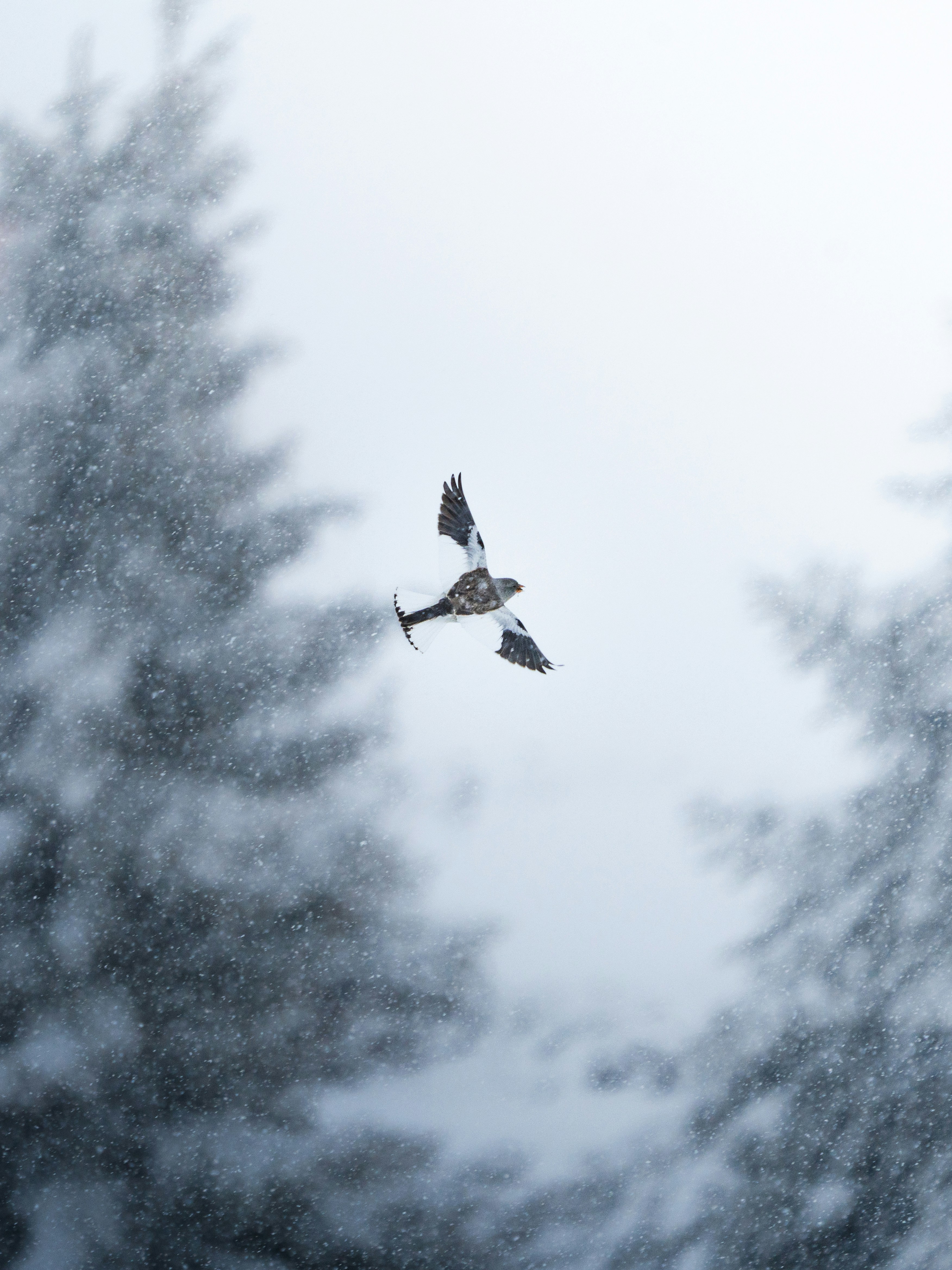 Un oiseau vole à travers la neige qui tombe entre les arbres
