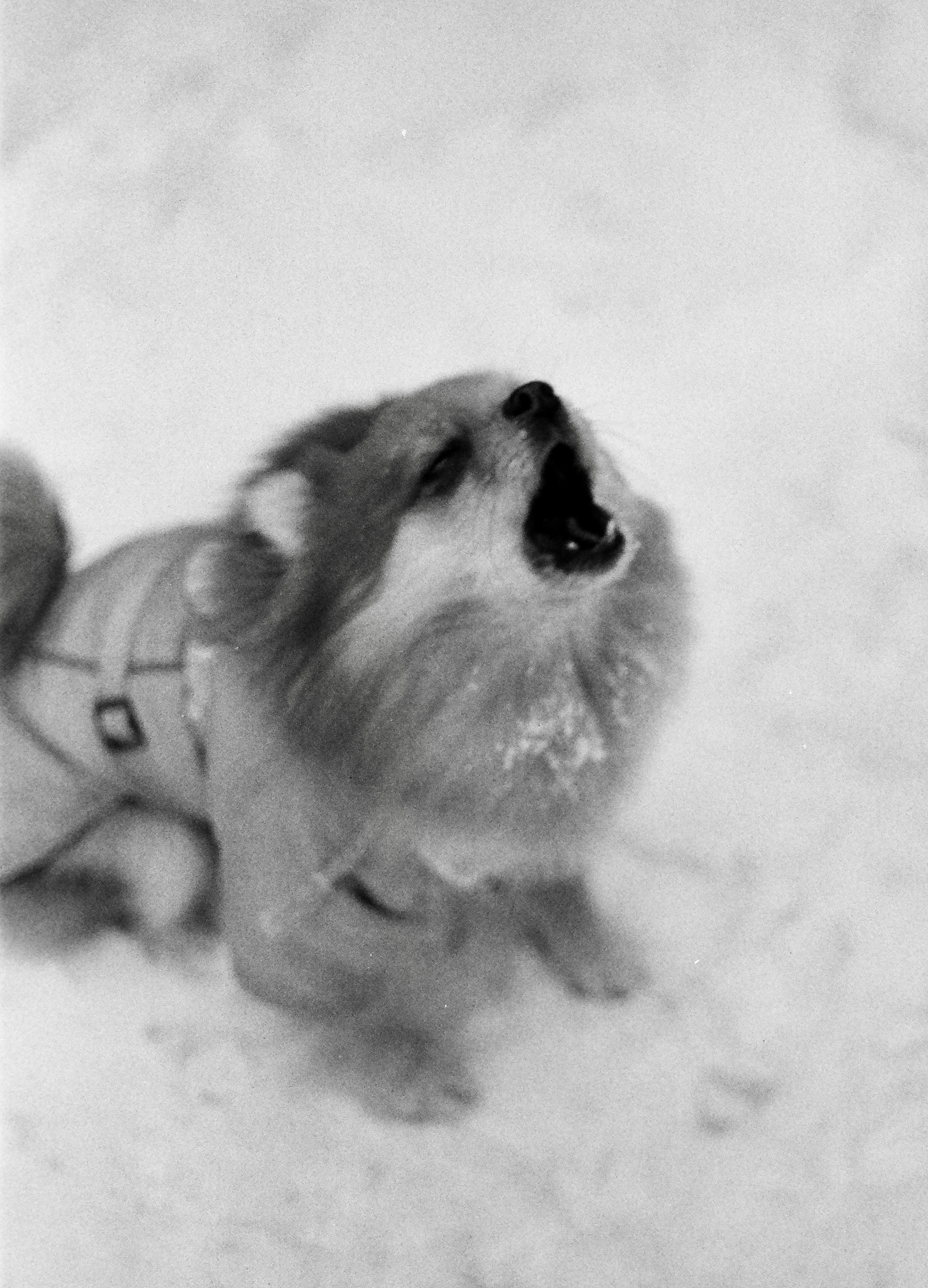 A small dog in a coat howls in the snow