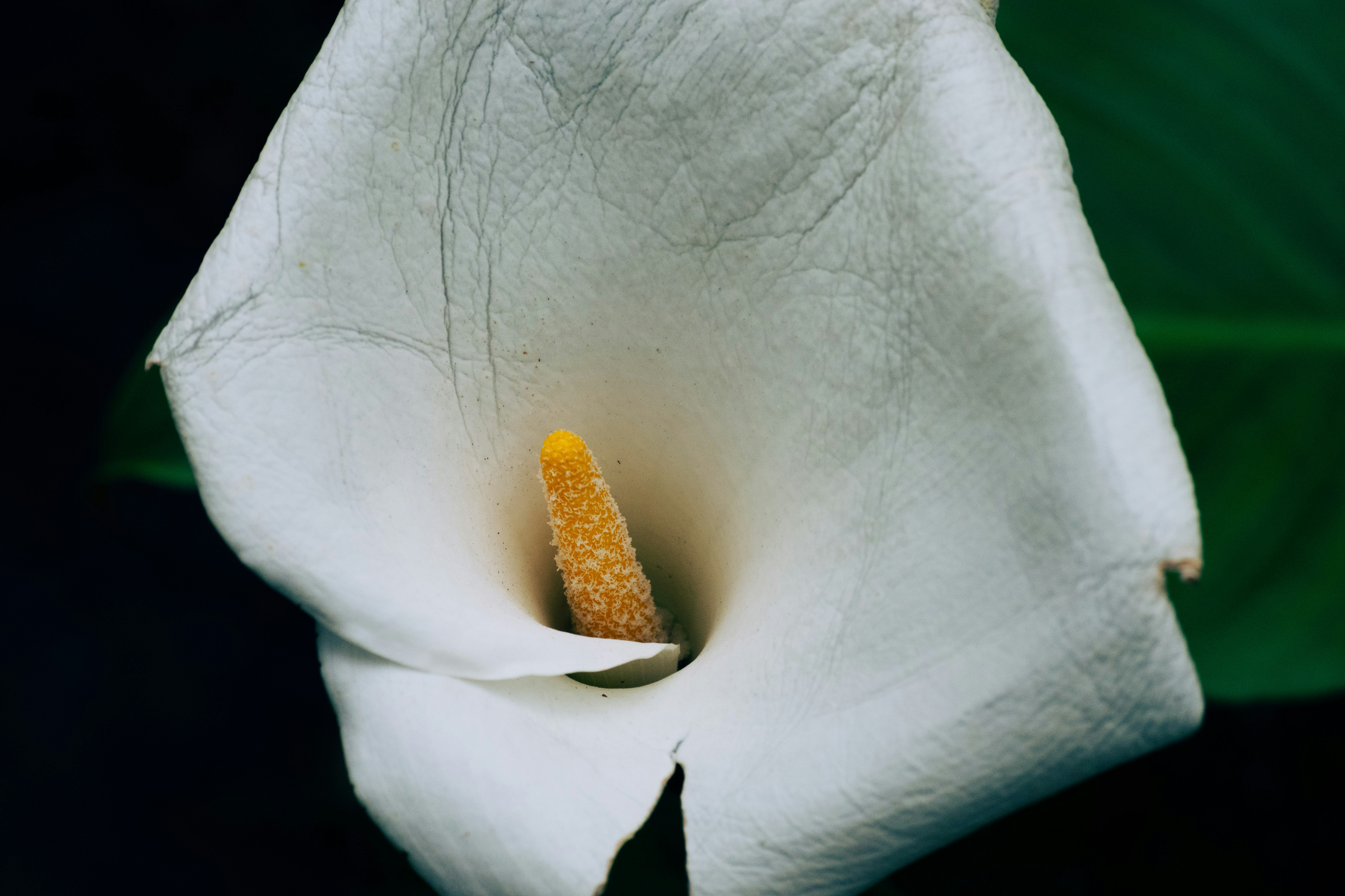 Photo by balazsgabor17