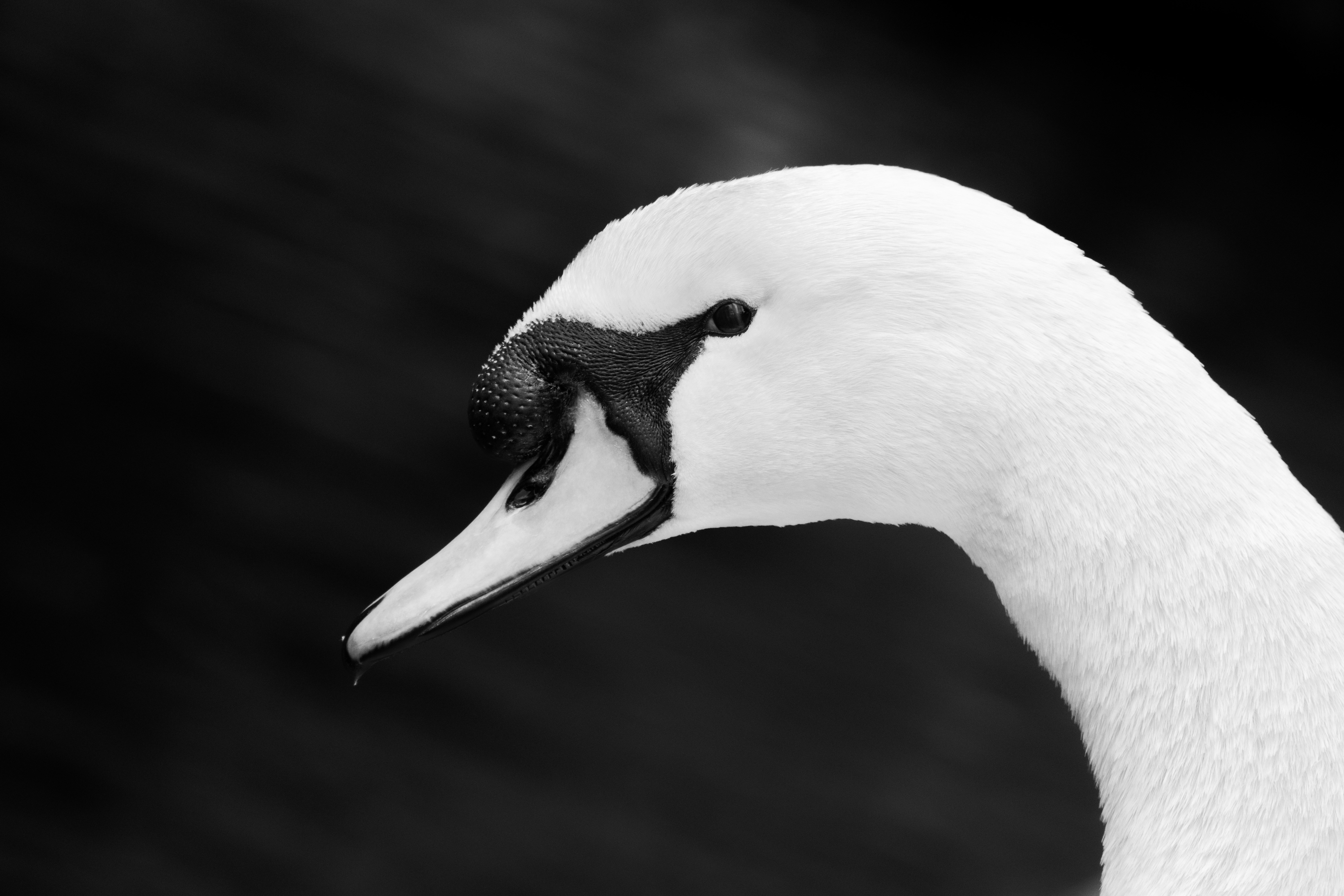 Photo by balazsgabor17