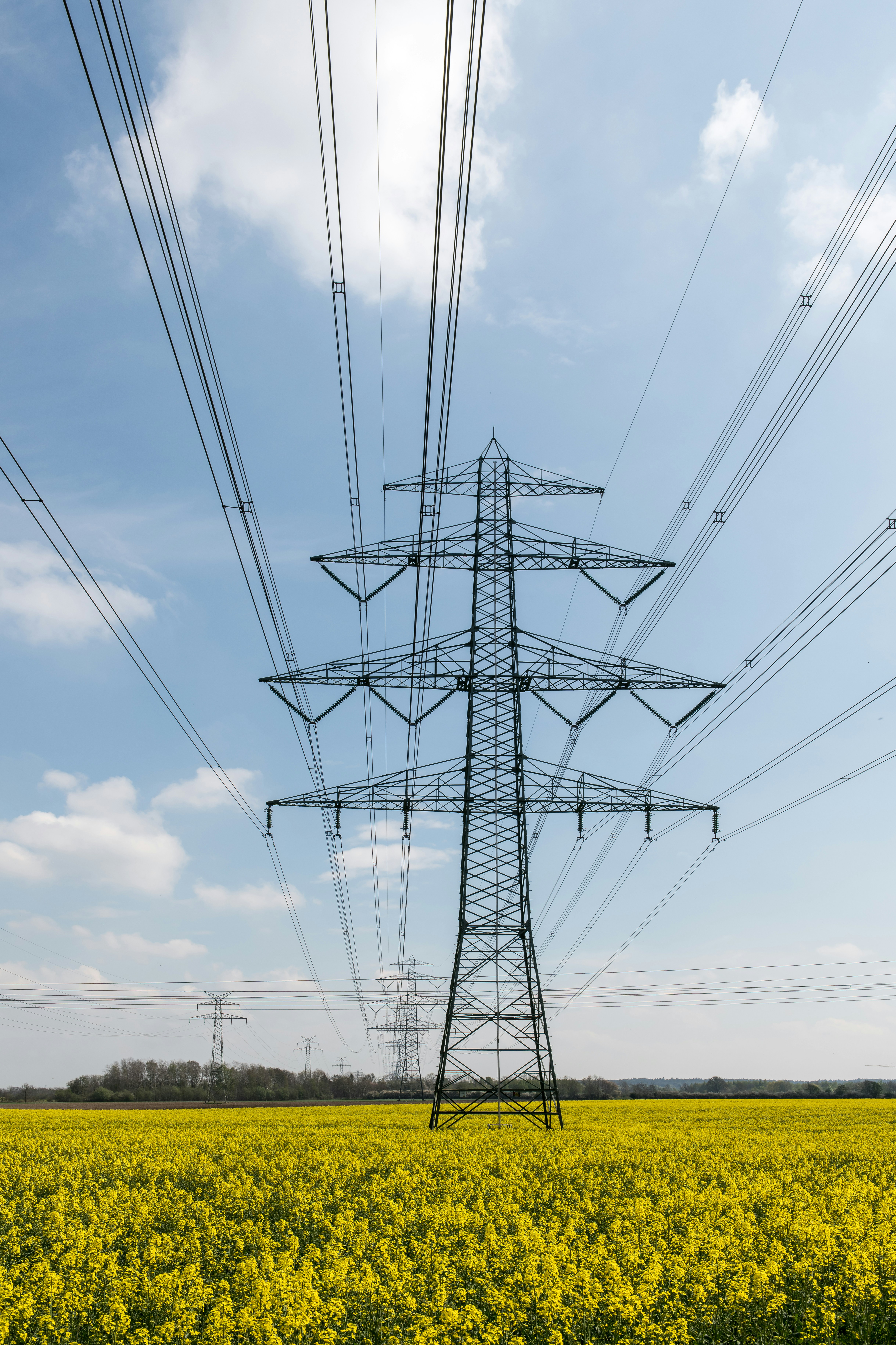 Power lines stretch across a field of yellow flowers.