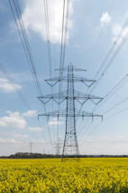 Power lines stretch across a field of yellow flowers.