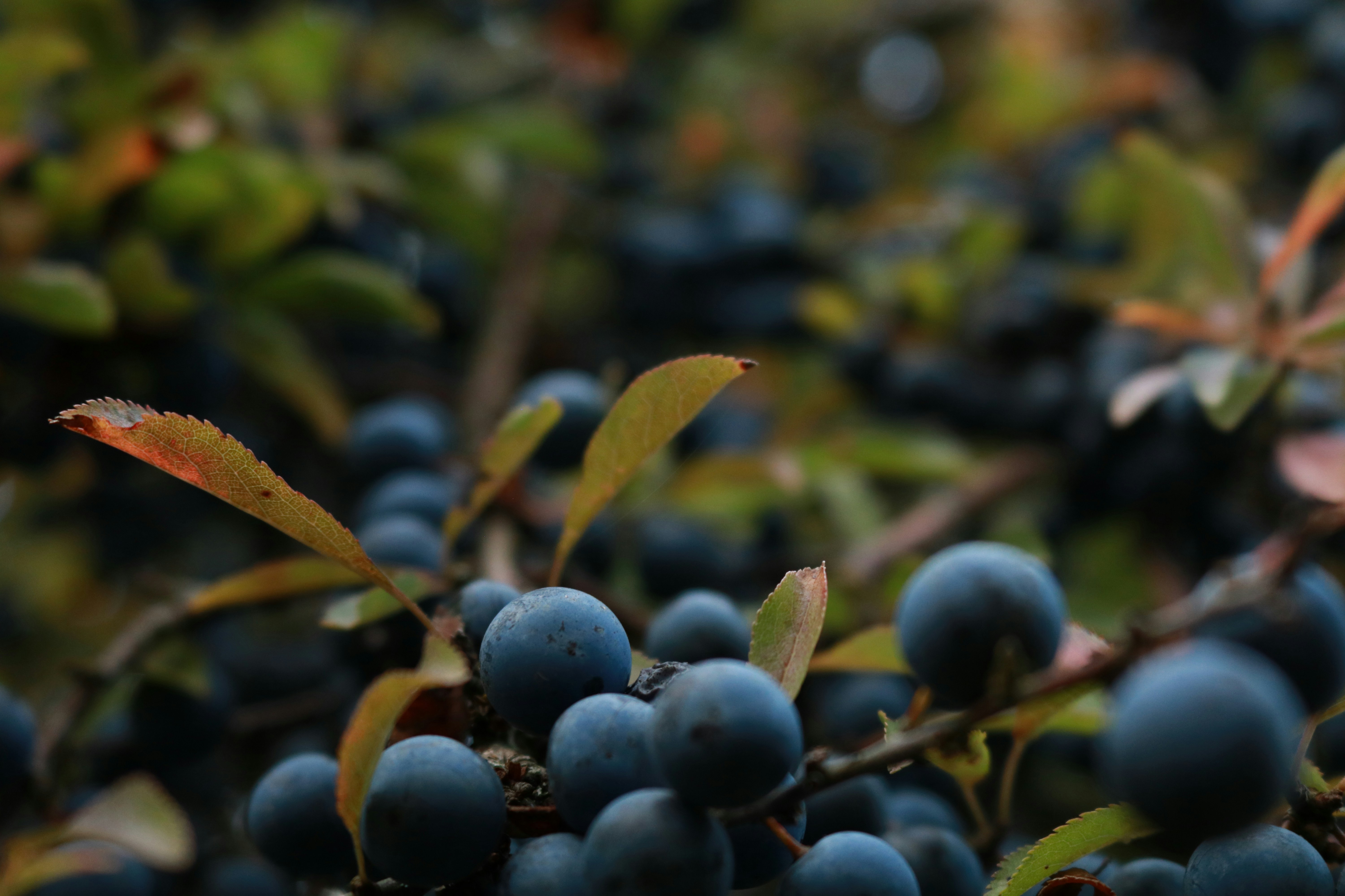 Photo by viktorfriesen